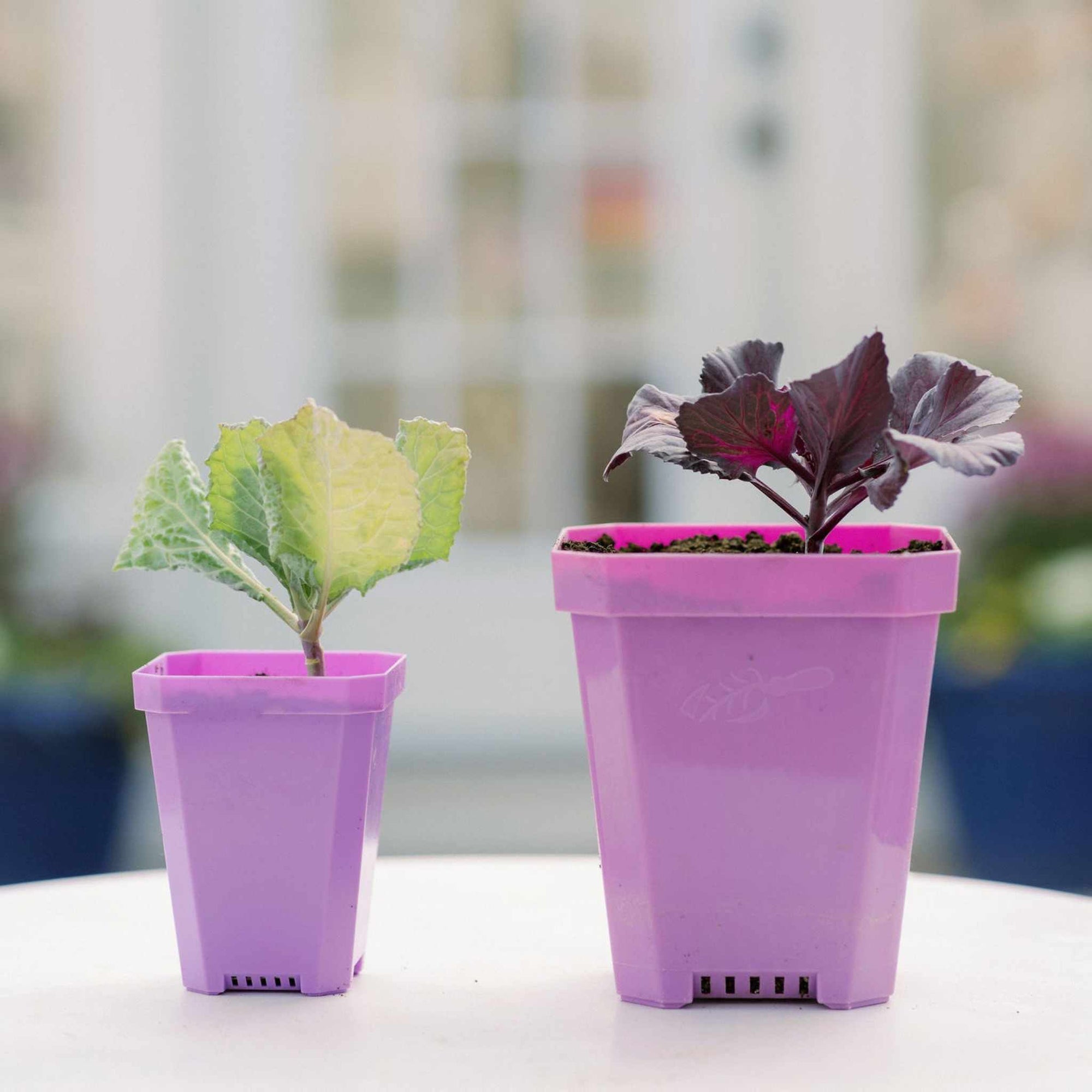 seed plant pots 3.3" Heavy Duty Seed Starting Pots with Inserts Black / 90 Pots - 5 Inserts