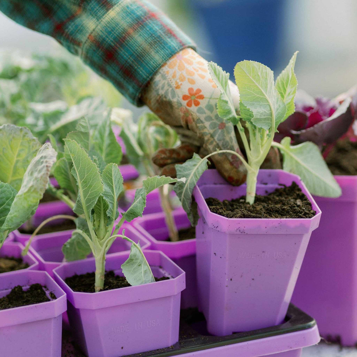 plant pots made in usa 3.3" Heavy Duty Seed Starting Pots with Inserts Blue / 90 Pots - 5 Inserts