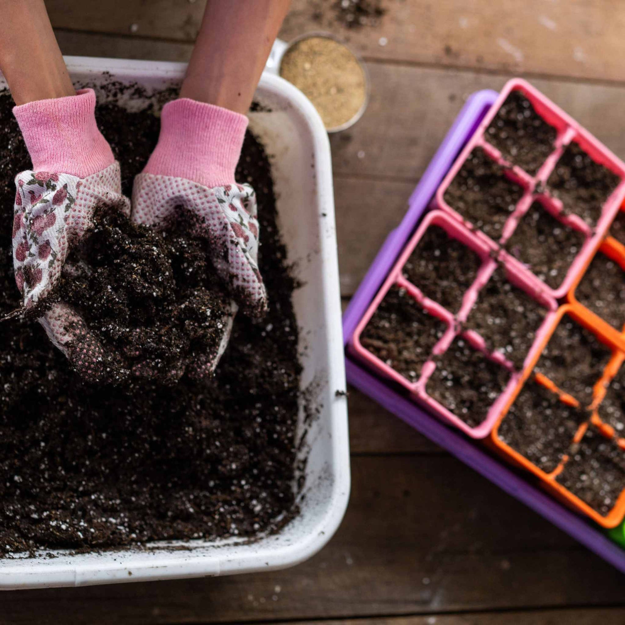Gardener adding soil to pink and orange 4 cell trays