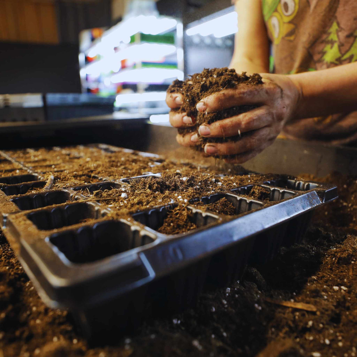 grower filling 50 cell tray with medium