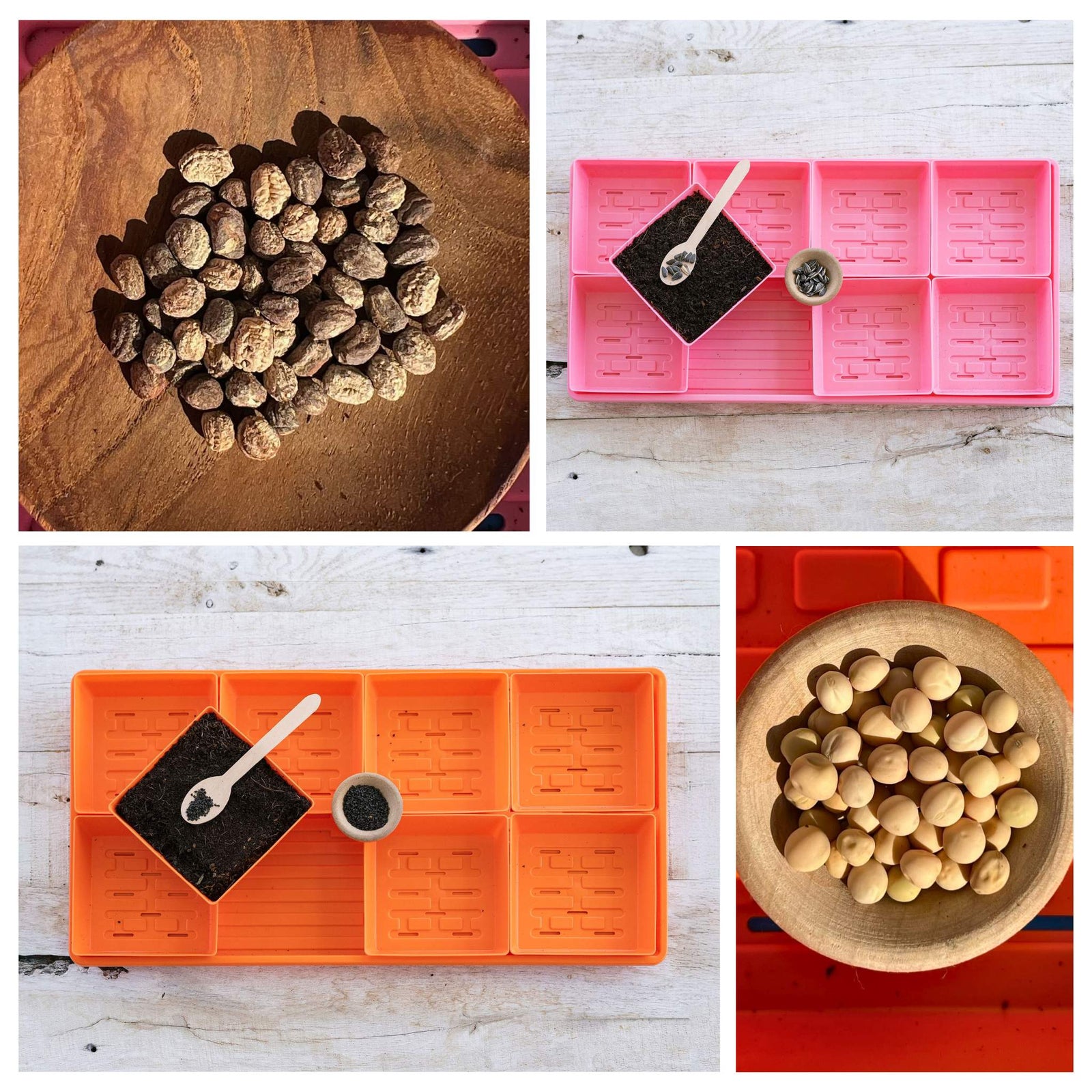 Collage showing nasturium seeds, a pink 5x5 microgreens set up, Peas and an orange 5x5 microgreens setup