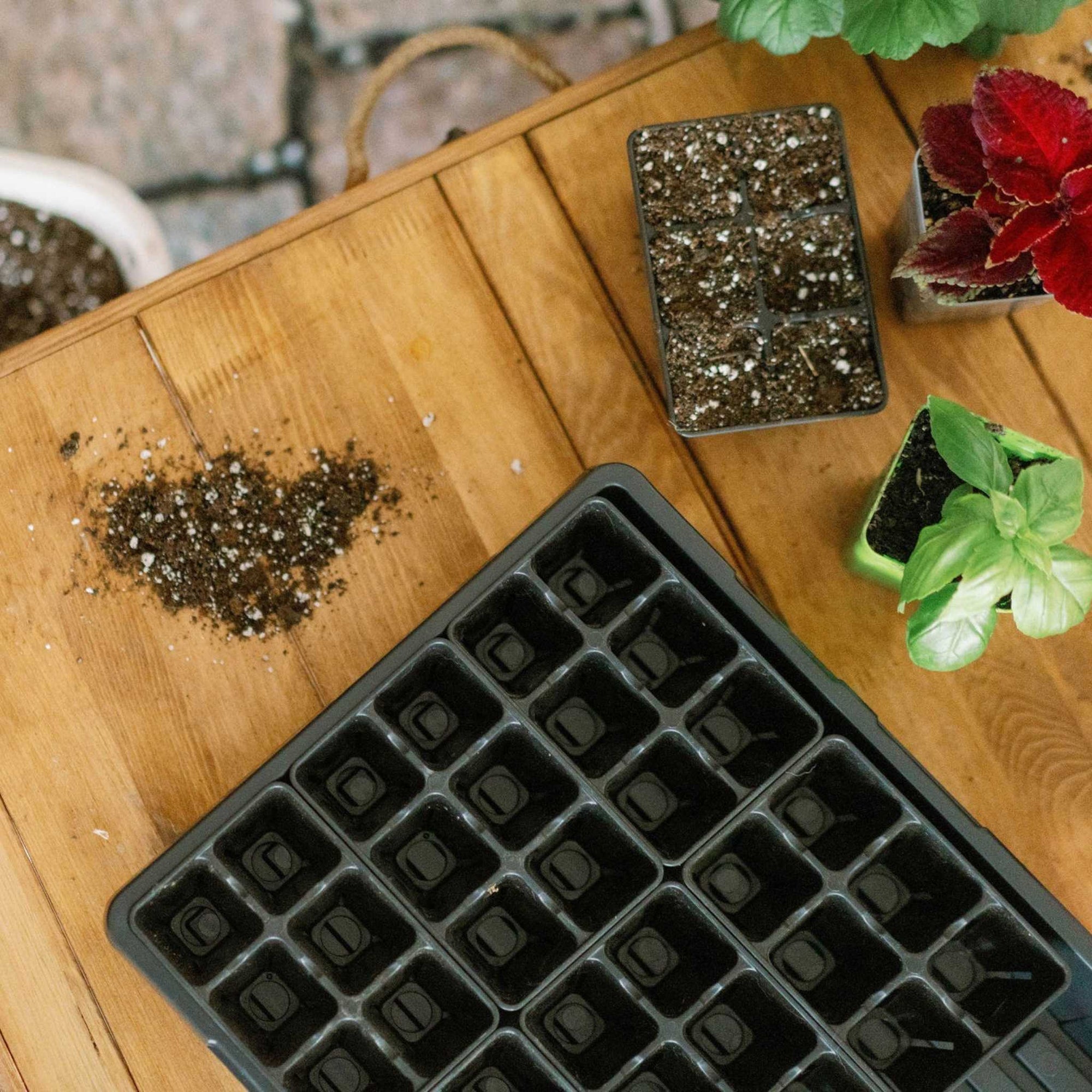 6 cell black sitting in black 1020 deep tray with no holes with planted 2.5" pots in the background