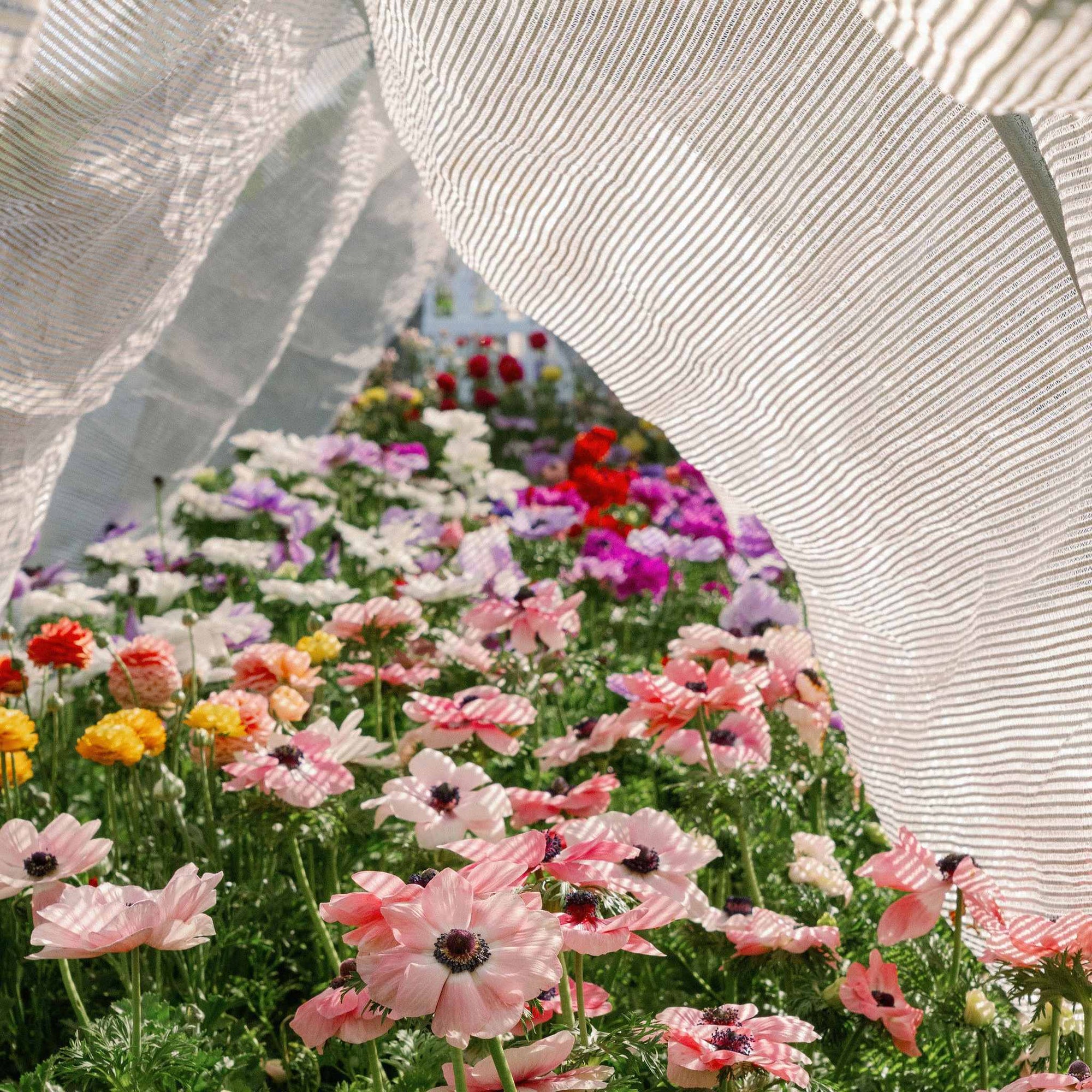 Aluminum Shade Cloth over Spring flowers planted to look like a rainbow