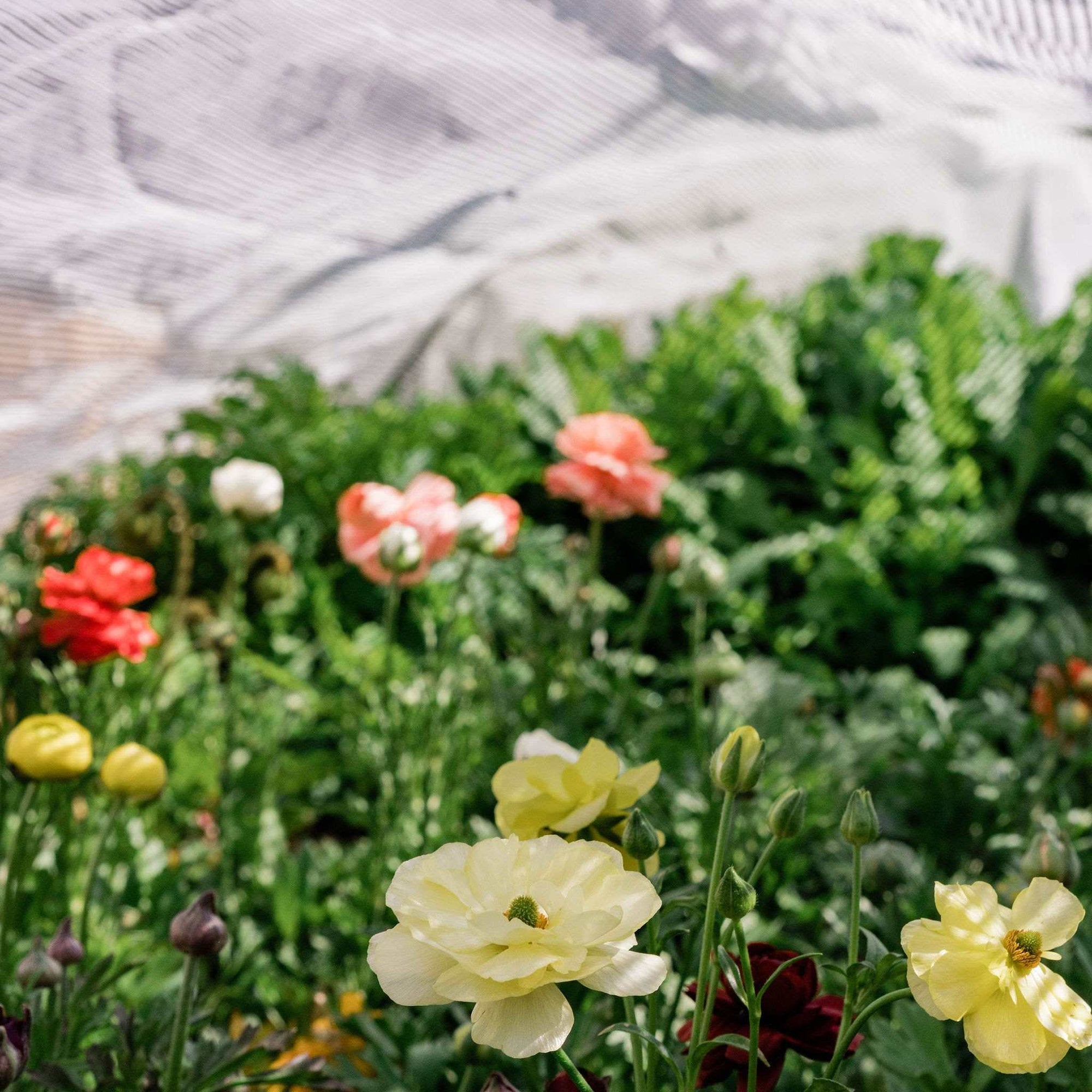 Shade Cloth over flowers