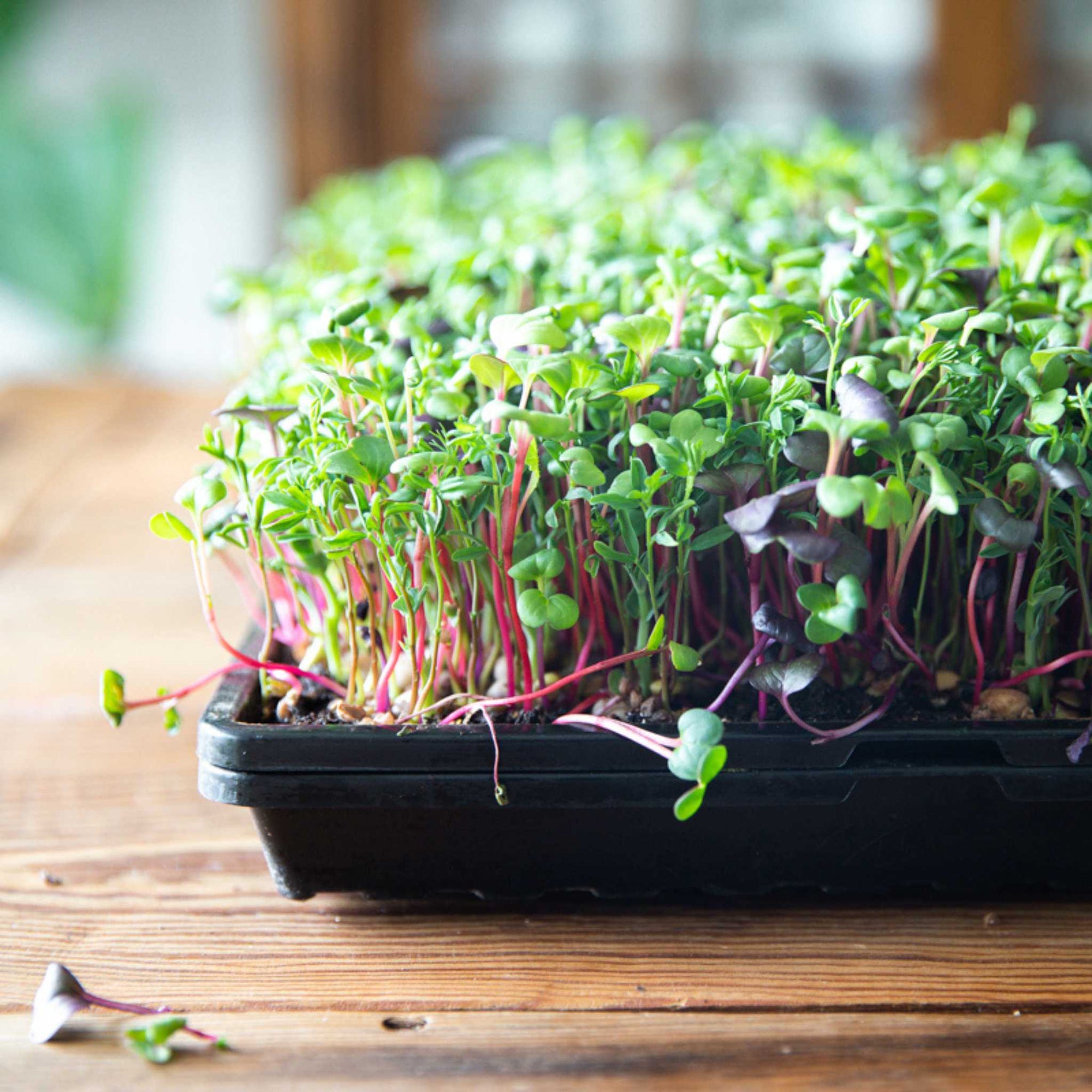 Black 1020 Shallow Microgreen Tray with holes and no holes