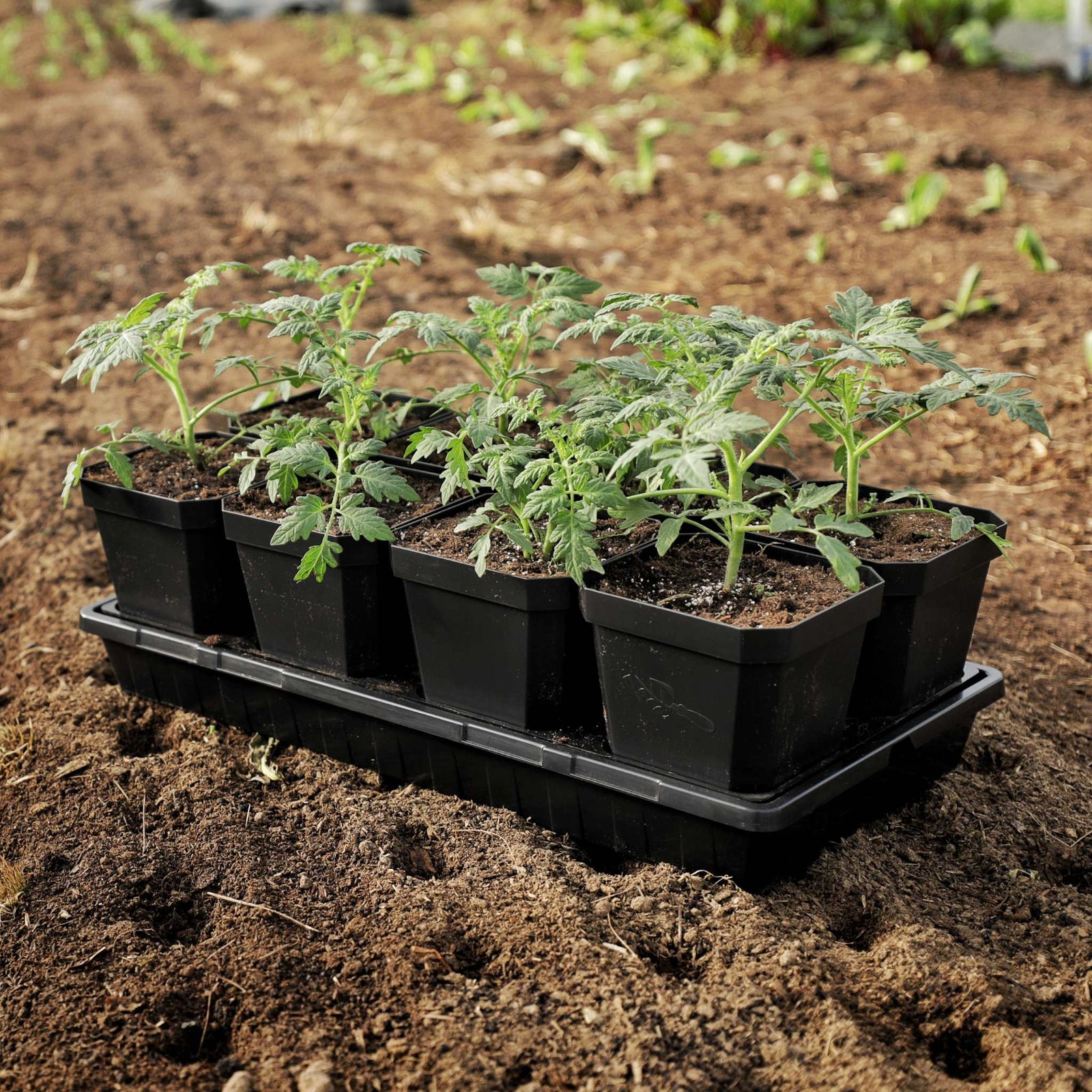 5" nursery pots in black in a 1020 with insert planted with tomatoes