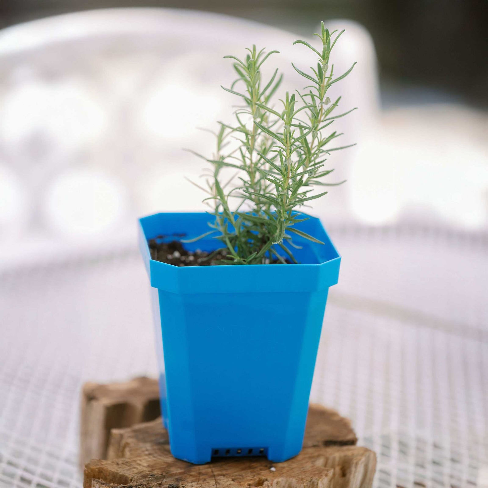 5" blue nursery pot planted with lavender