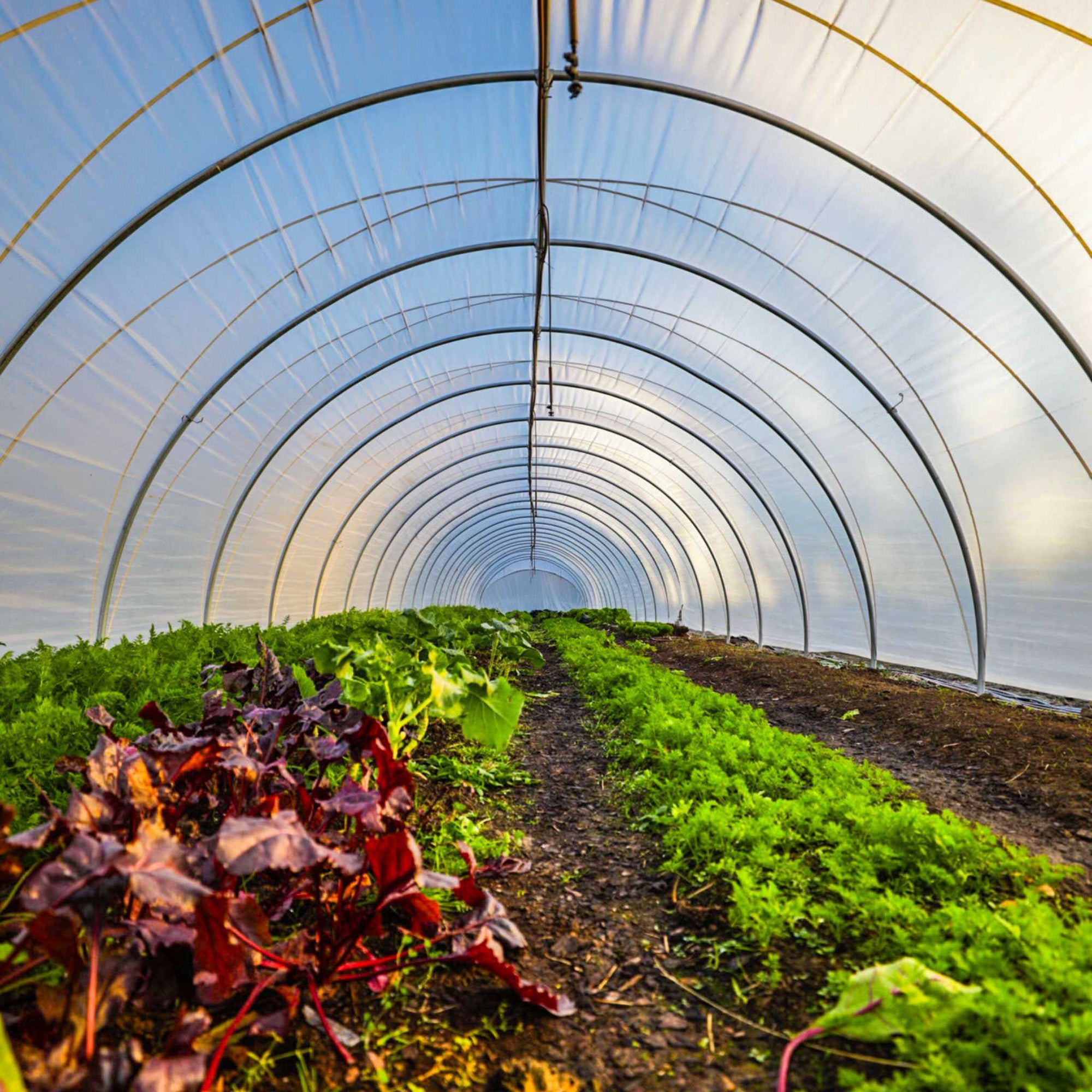 Cat tunnel planted with lush greens in rows