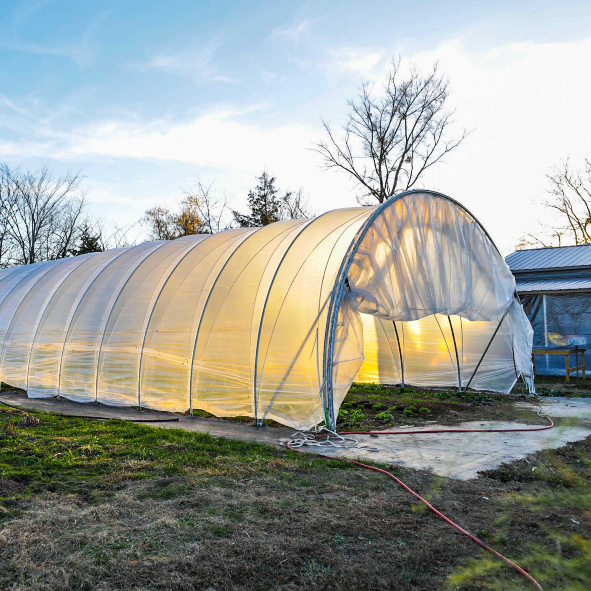 Cat tunnel with butterfly door opened showing greens planted in rows