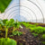 Bright green kale close up in focus inside of a caterpillar tunnel on a farm