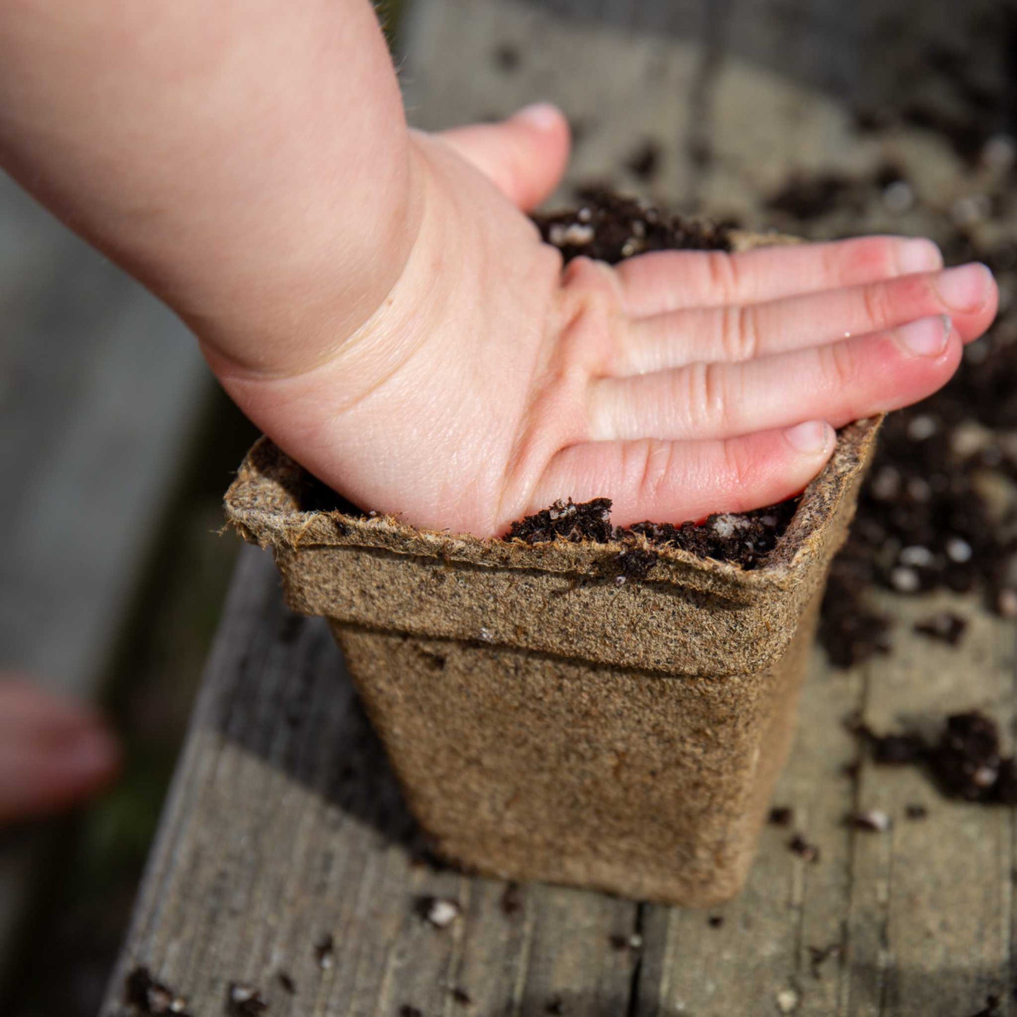 child compressing dirt into 3 in square cowpot