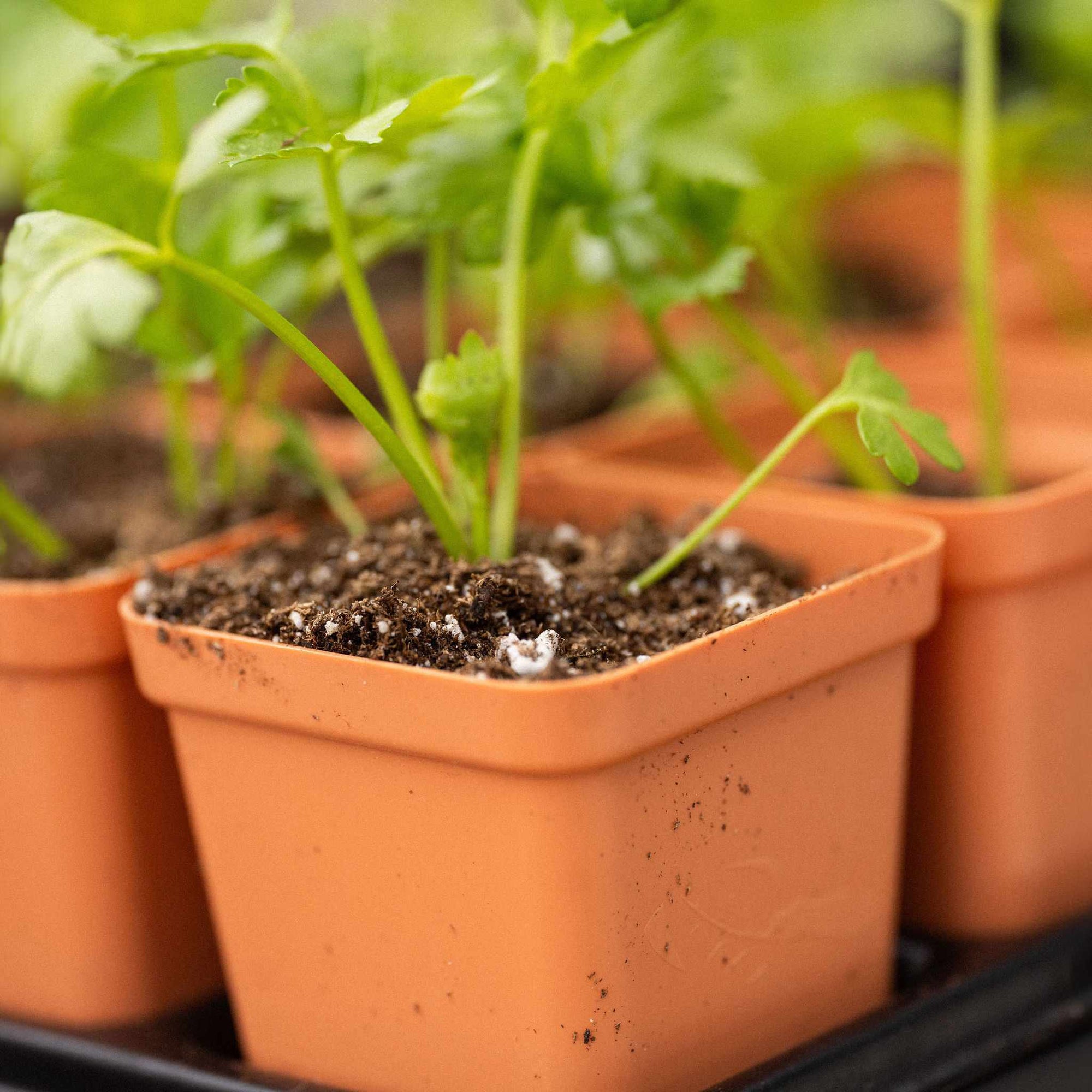 Chrysanthemum pot with celery planted