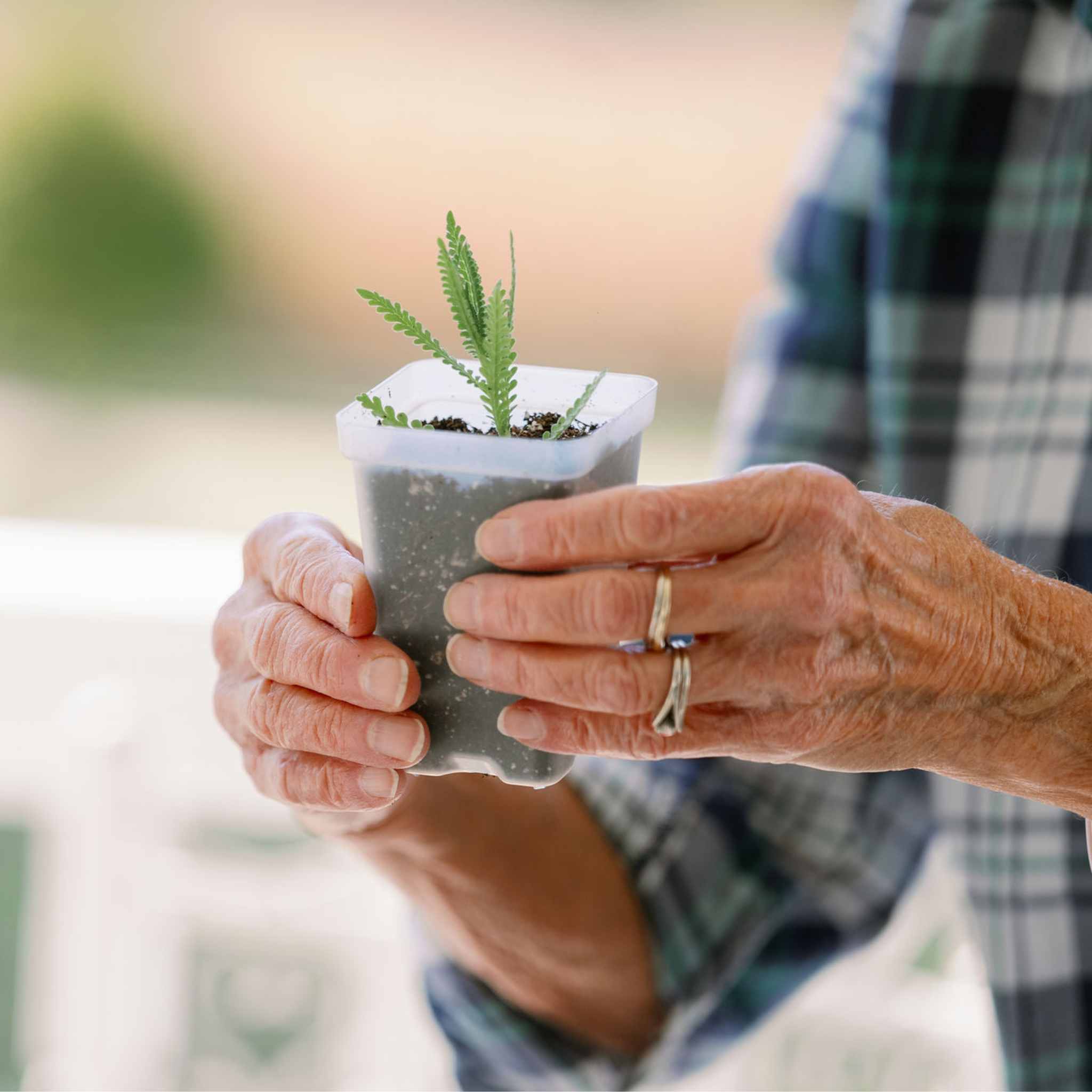 plant propagation pots Propagation Kit | For Cuttings, Seedlings and More