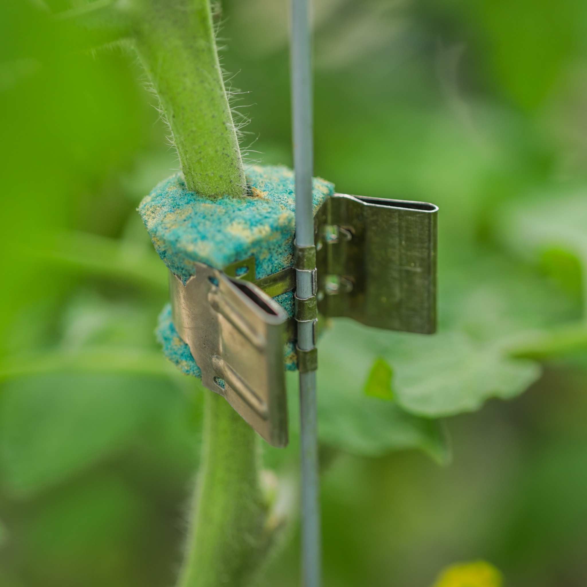 QLIPR Trellising System | Reusable Vine Crop Support - Bootstrap Farmer