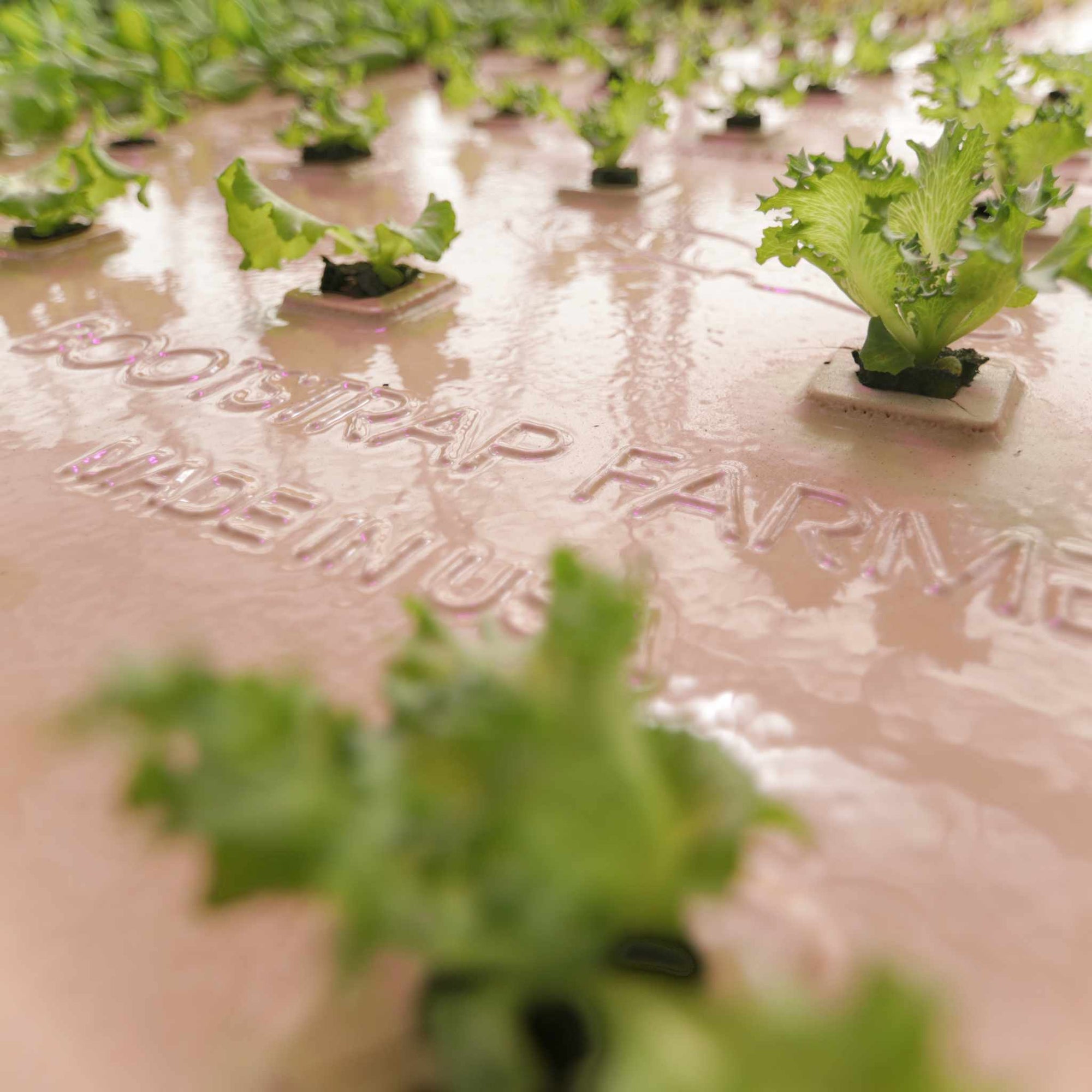 Closeup logo on Bootstrap Farmer Deep water greens raft