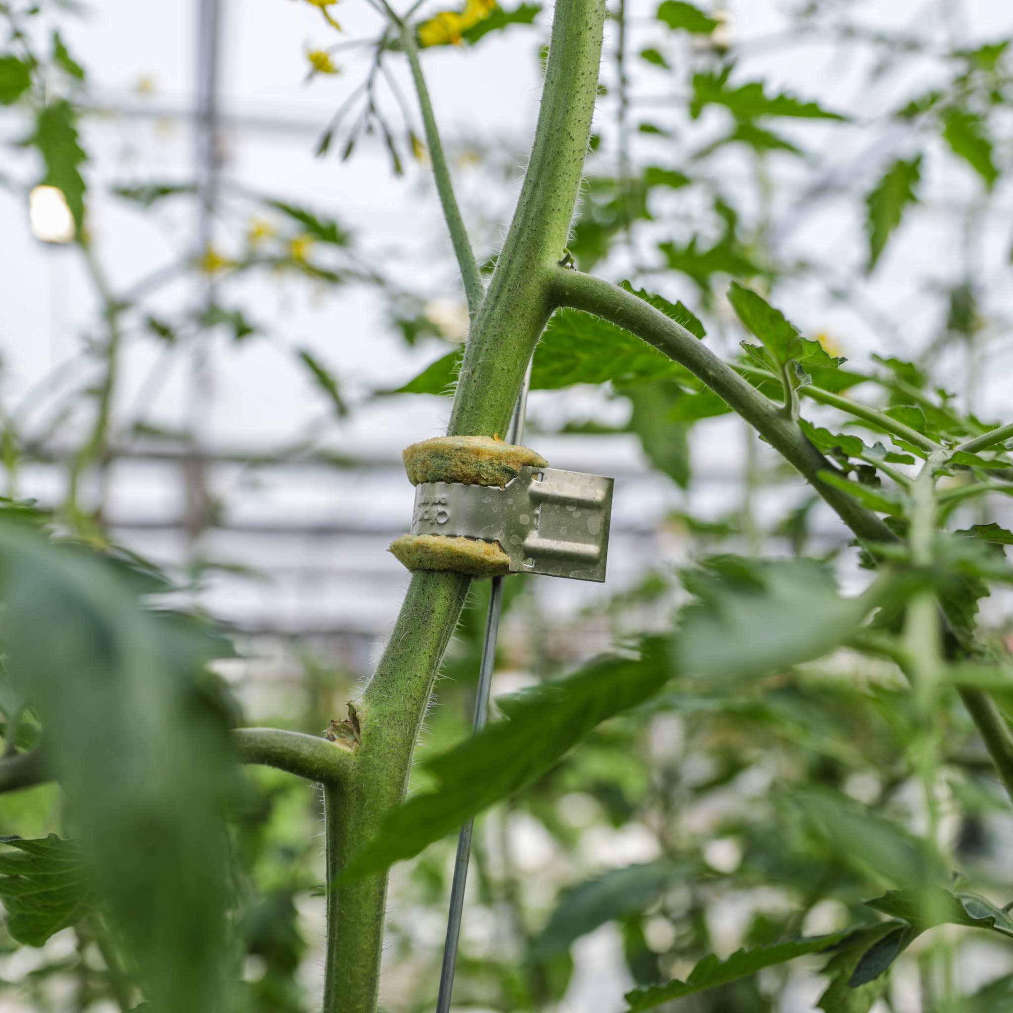 QLIPR Trellising System | Reusable Vine Crop Support - Bootstrap Farmer