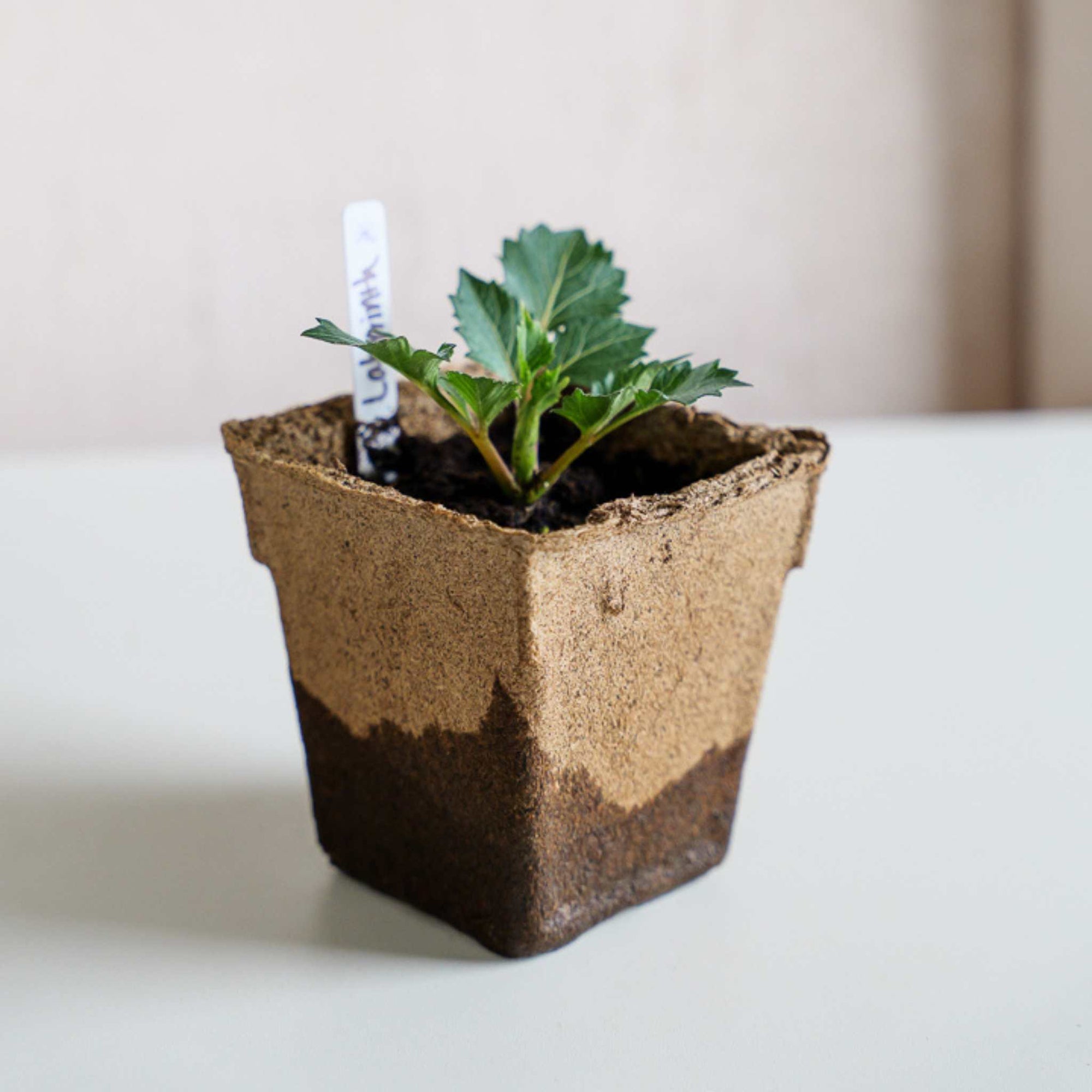 #4 Cowpot with Flower cutting