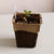 #4 Cowpot with Flower cutting rooting
