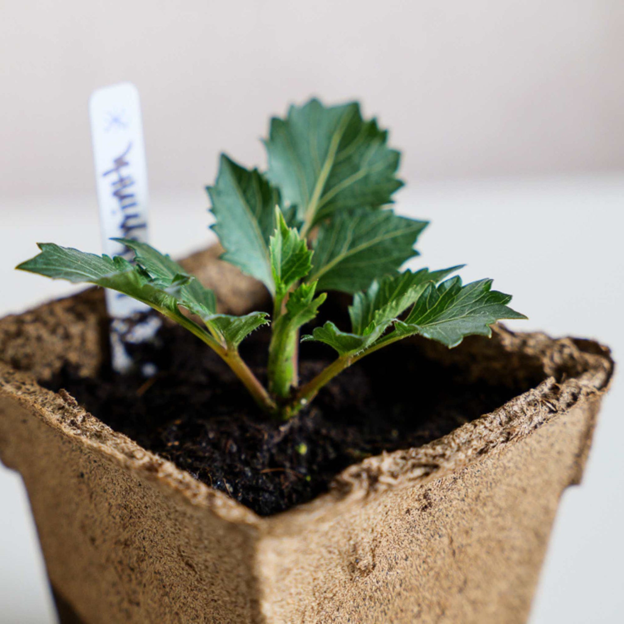 up close #4 Cowpot with Flower cutting