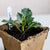 up close #4 Cowpot with Flower cutting