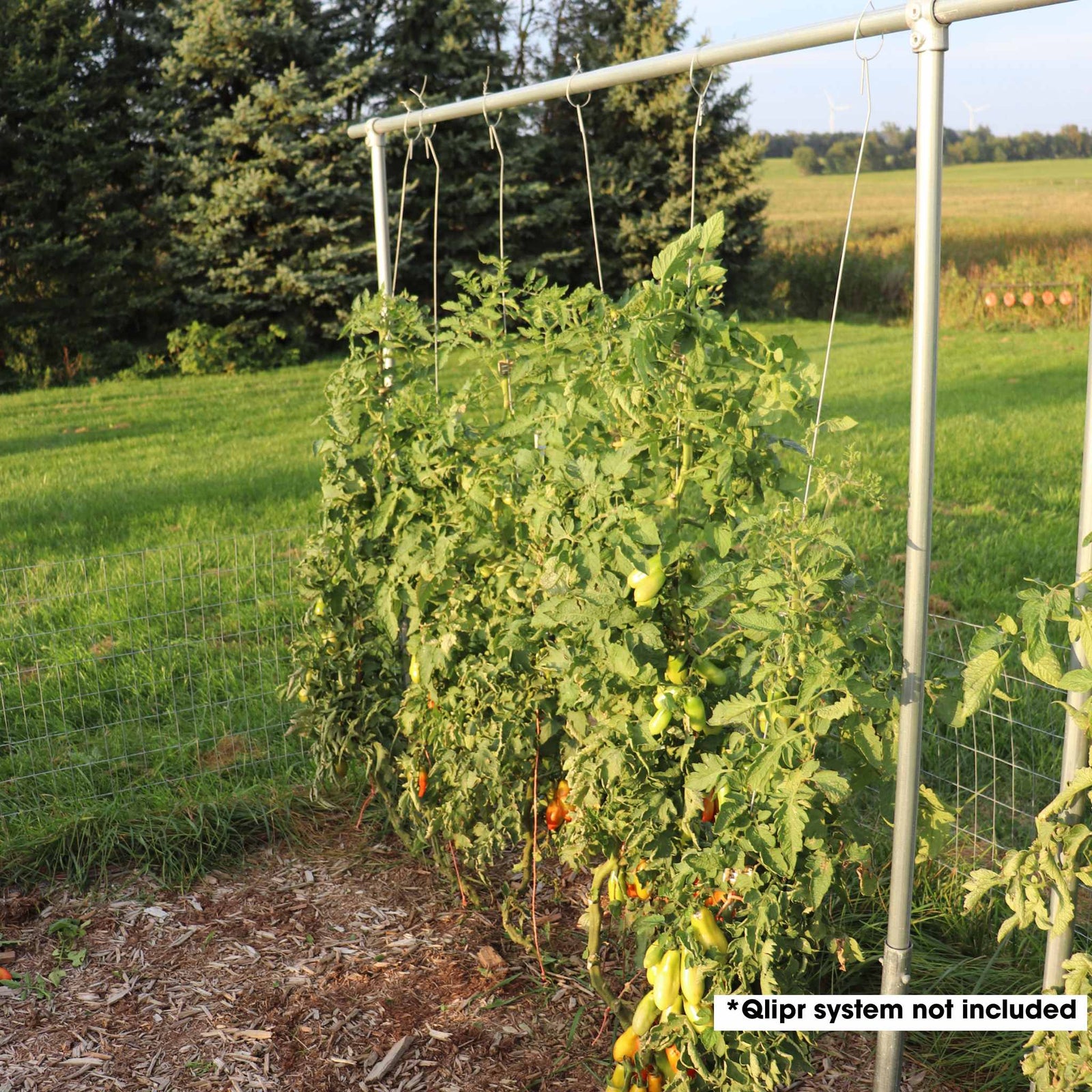 DIY heavy duty trellis with qlipr system attached with wire