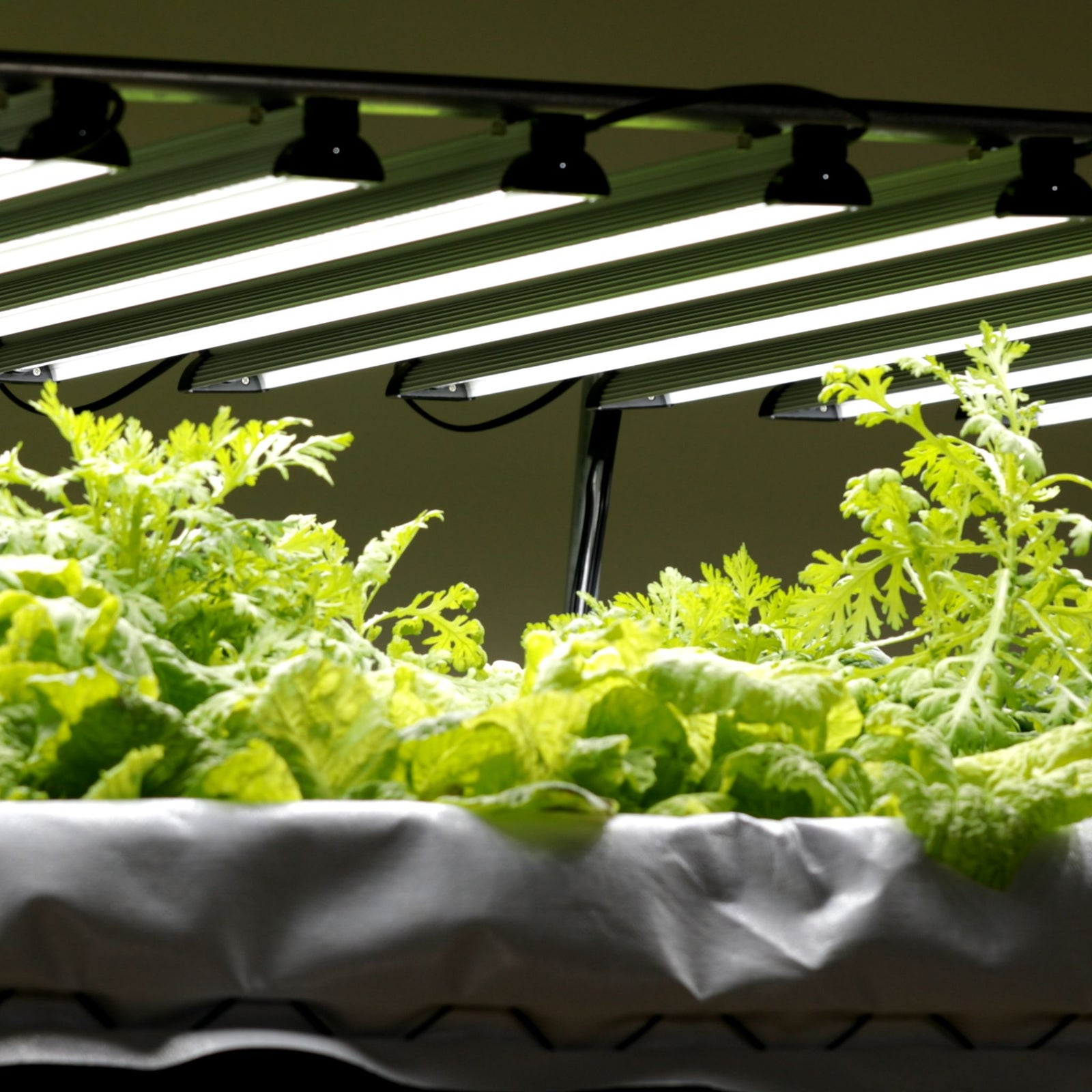 Daisy chain connected LED Grow lights over a dwc system