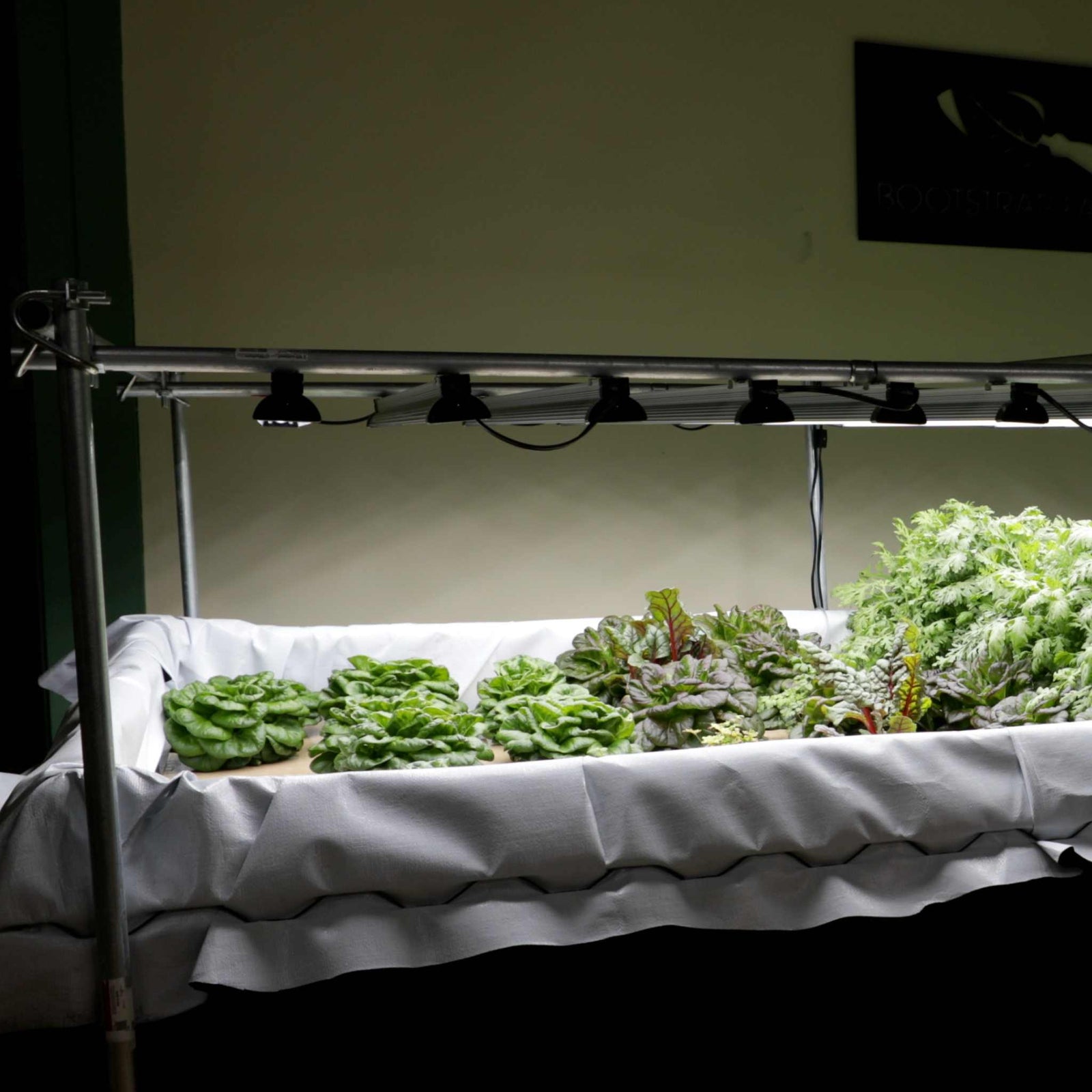 Deep Water Culture Raft Bed System with various lettuce planted 
