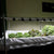 Deep Water Culture Raft Bed System with various lettuce planted 
