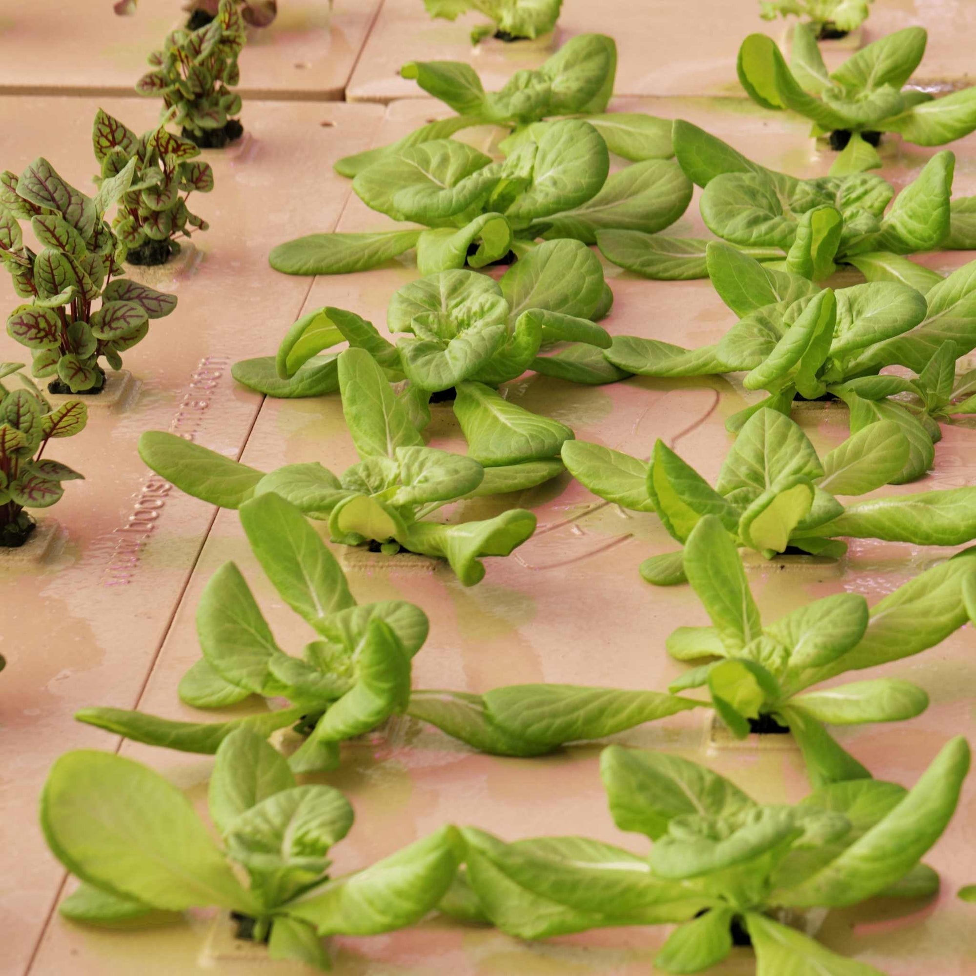 Heavy Duty Greens Raft With Lettuce and Red Veined Sorrel
