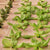 Heavy Duty Greens Raft With Lettuce and Red Veined Sorrel
