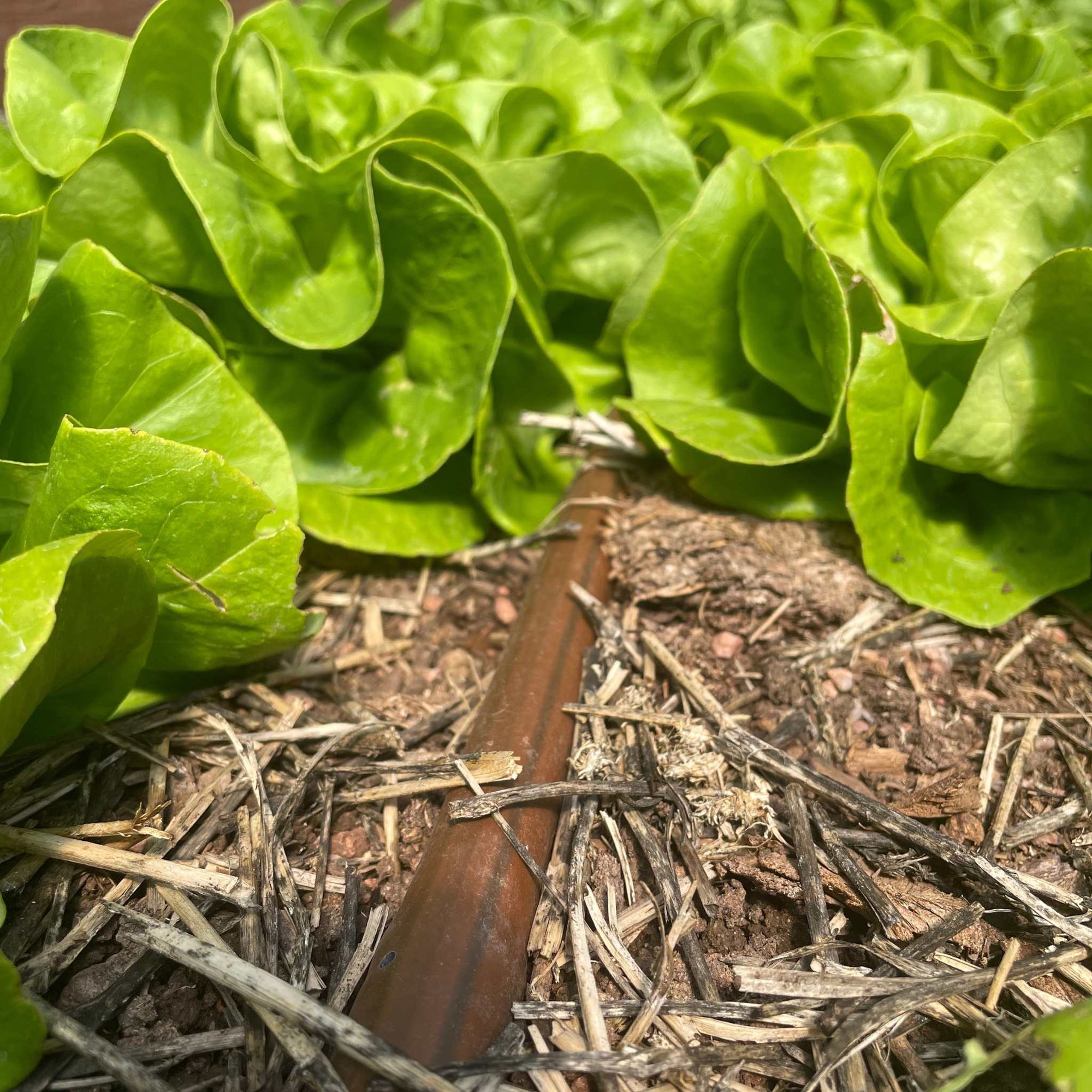 Drip Irrigation and lettuce