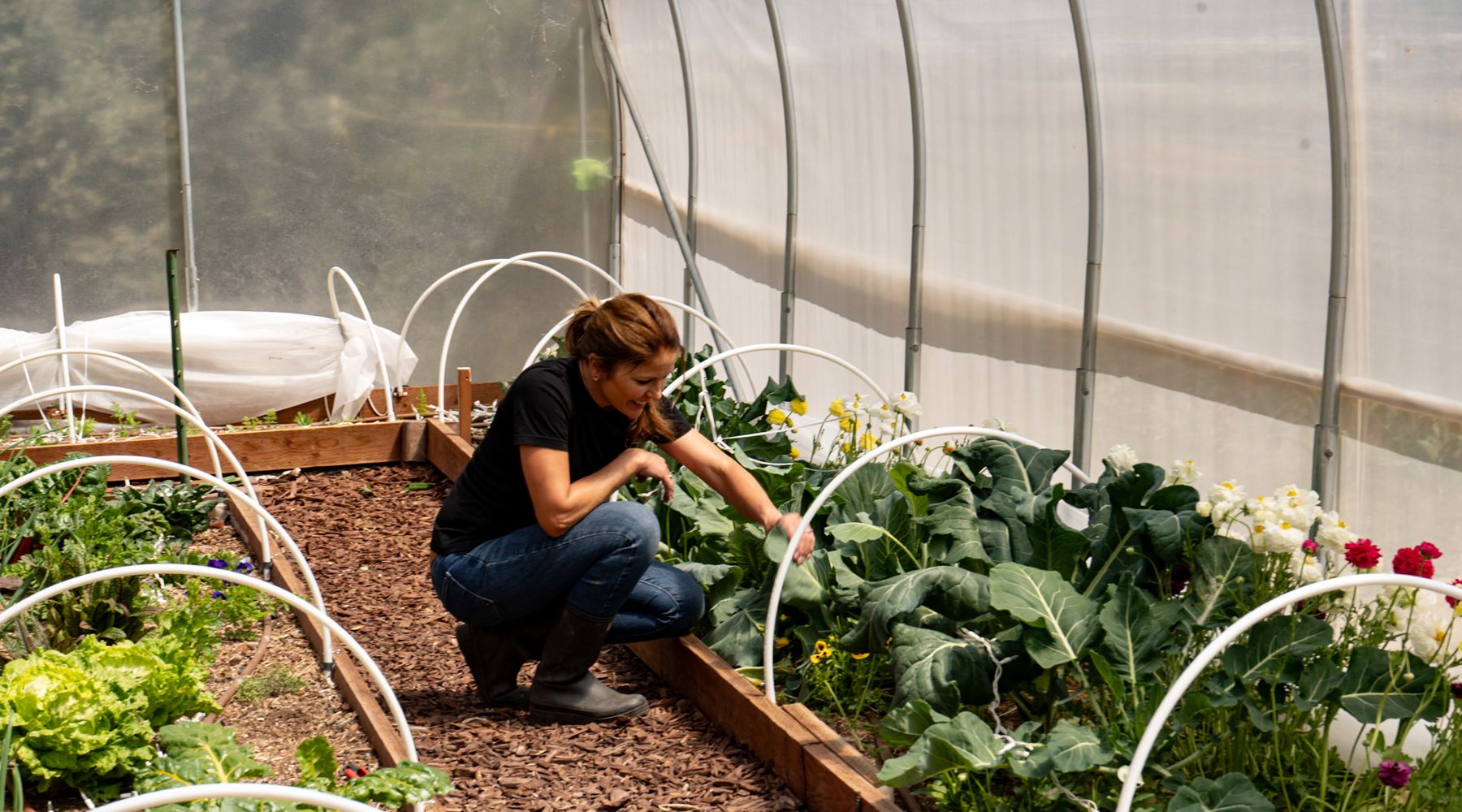farmer inspecting leaves for pest in high tunnel 