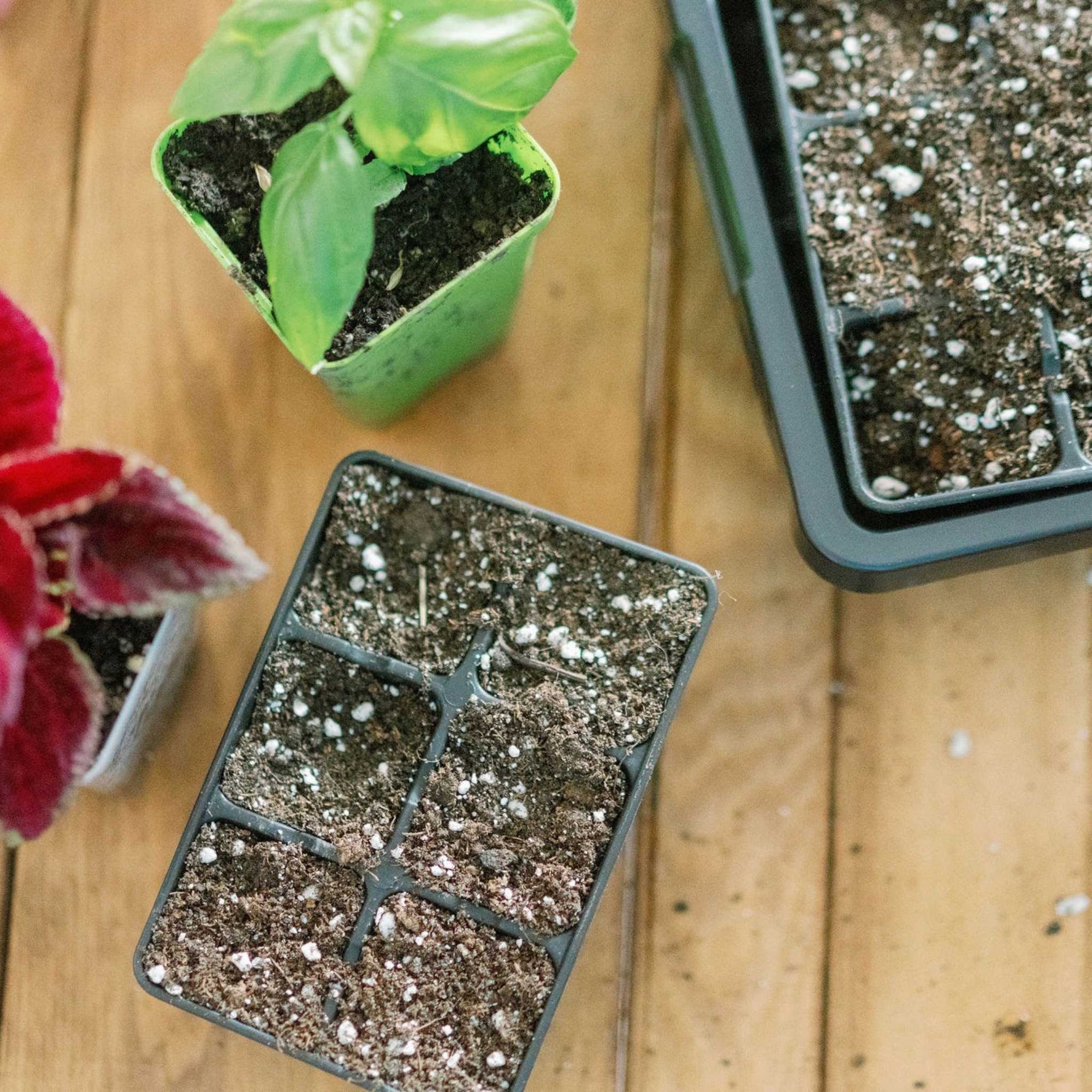 Filled 6 Cell Next to Planted 2Inch Pots