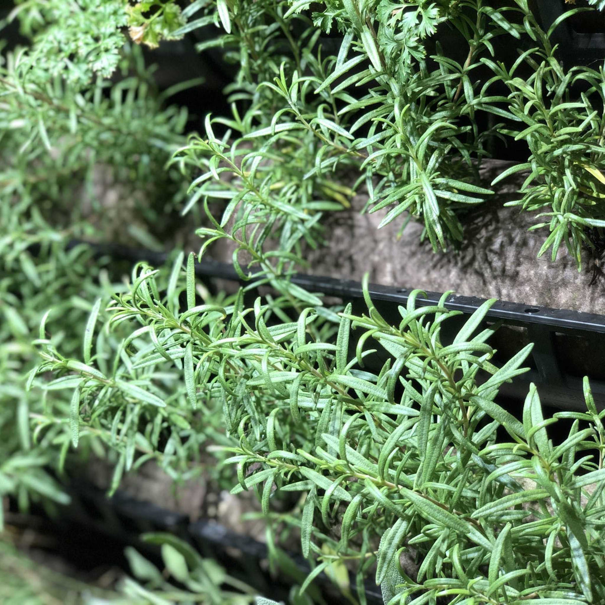 Filled Ellepot Pouches for Vertical Gardens in trays planted with herbs
