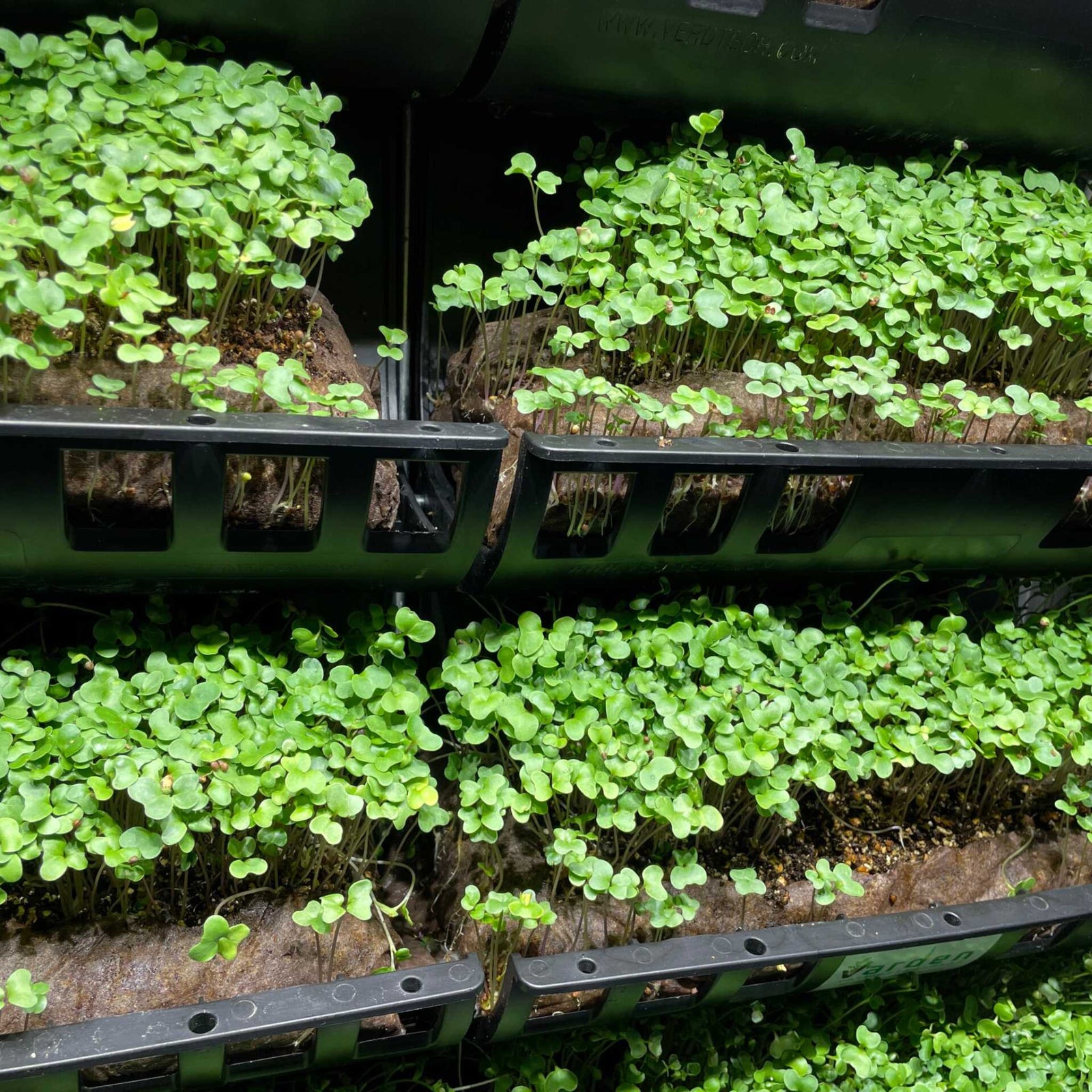 Filled Ellepot Pouches for Vertical Gardens in trays planted with microgreens