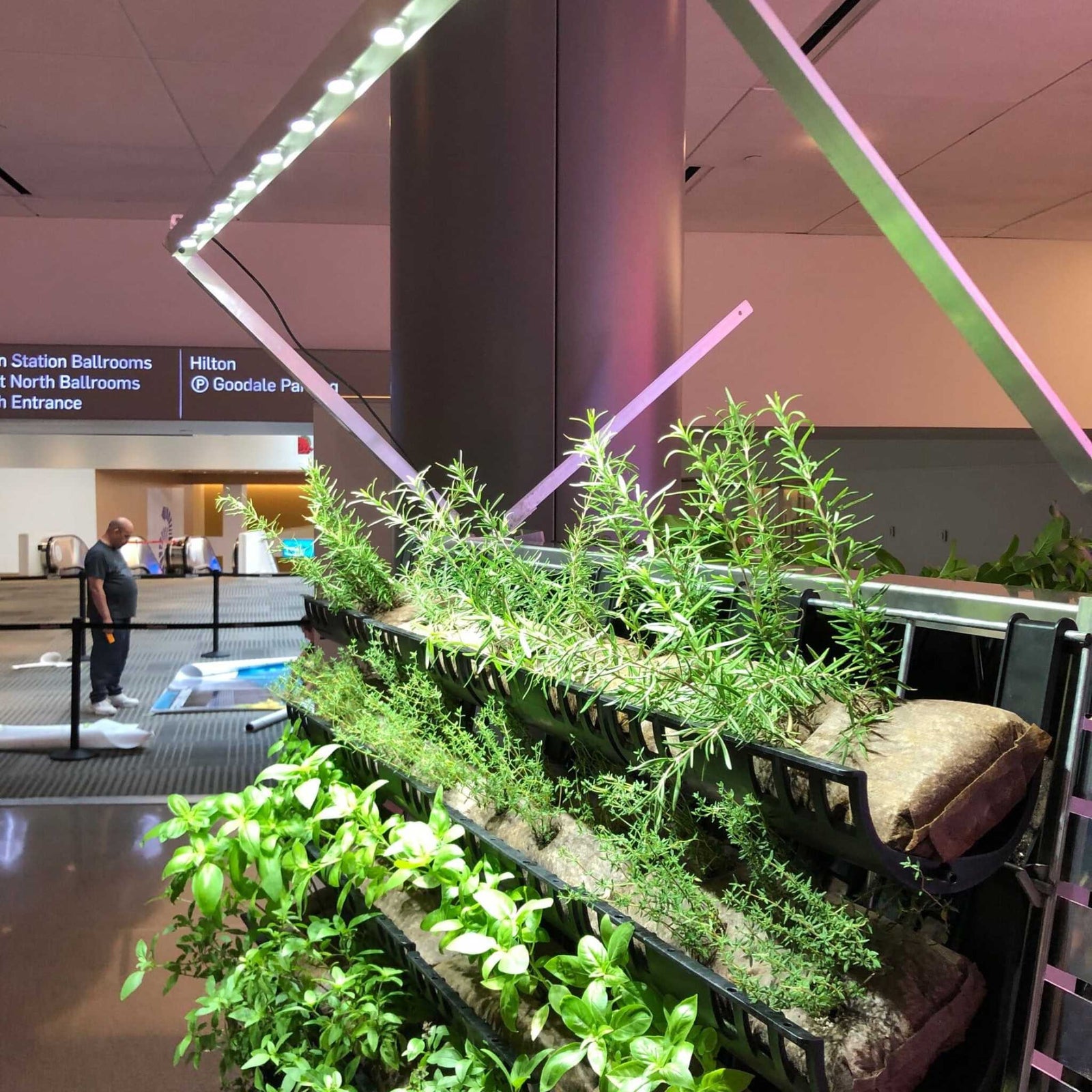 Filled Ellepot Pouches for Vertical Gardens planted with herbs in a lobby