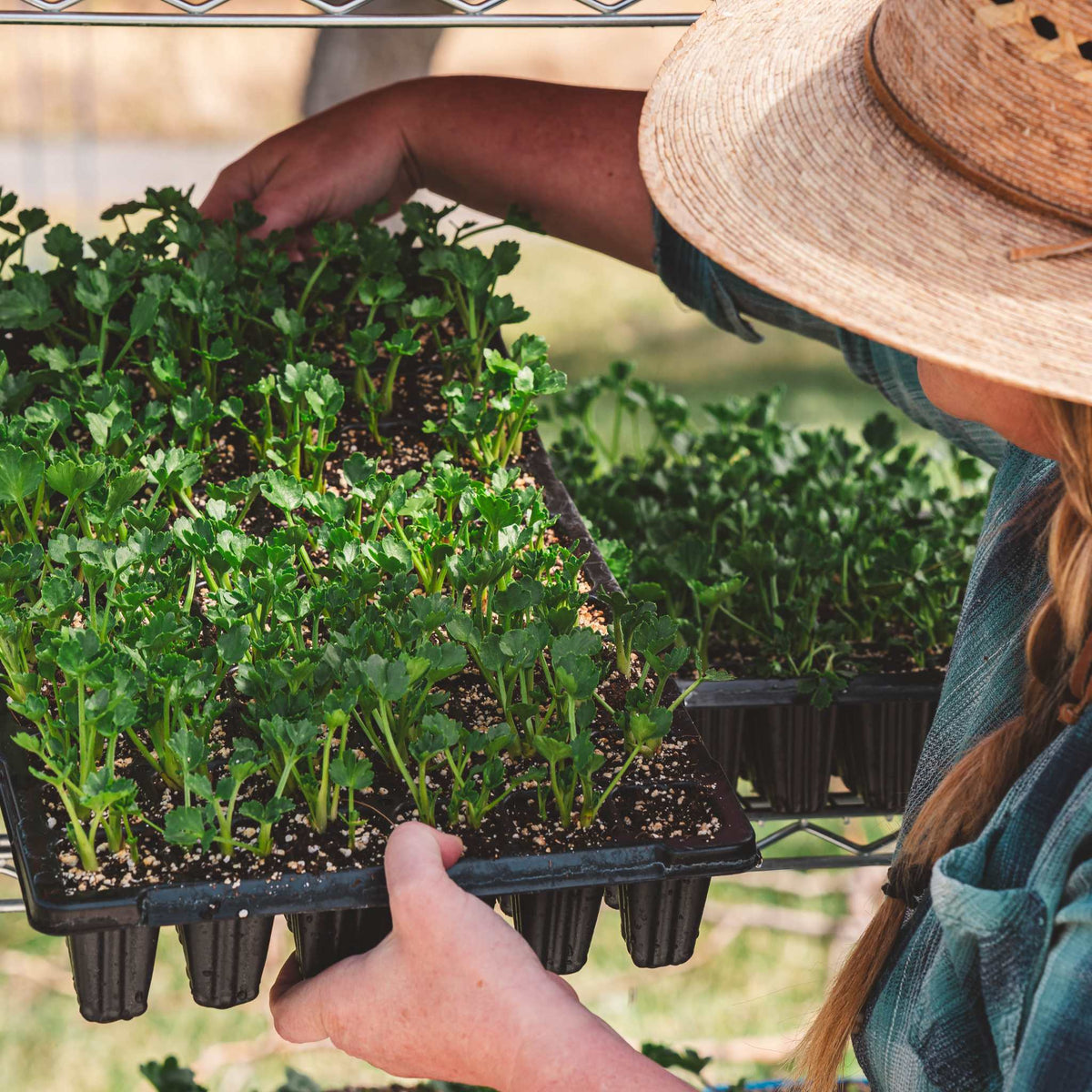 flower farmer lifting 2 cell tray with flower plugs