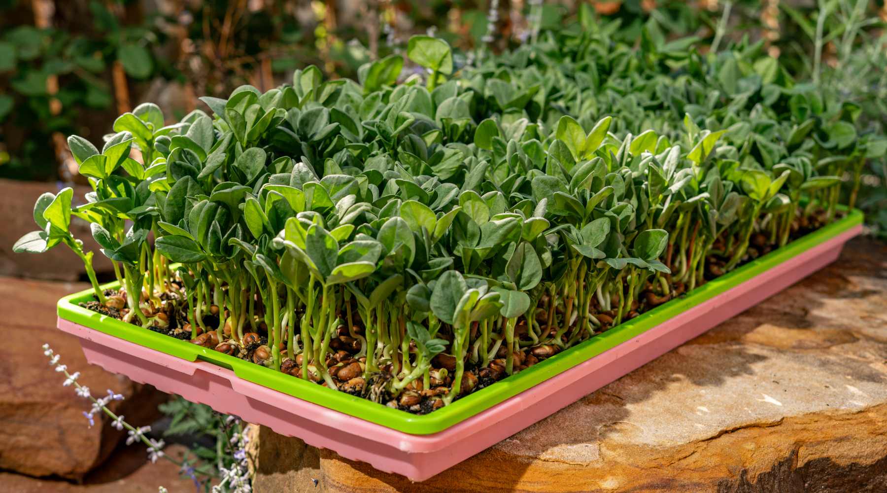 1020 green shallow microgreen tray planted with fava beans nesting in pink 1020 shallow microgreen tray