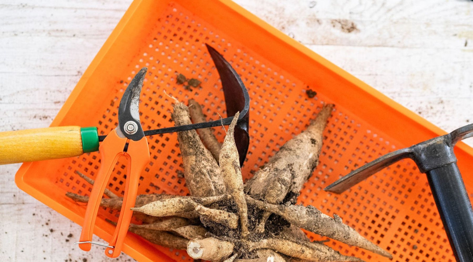 hand tools resting on an orange mesh tray with dahlia tubers