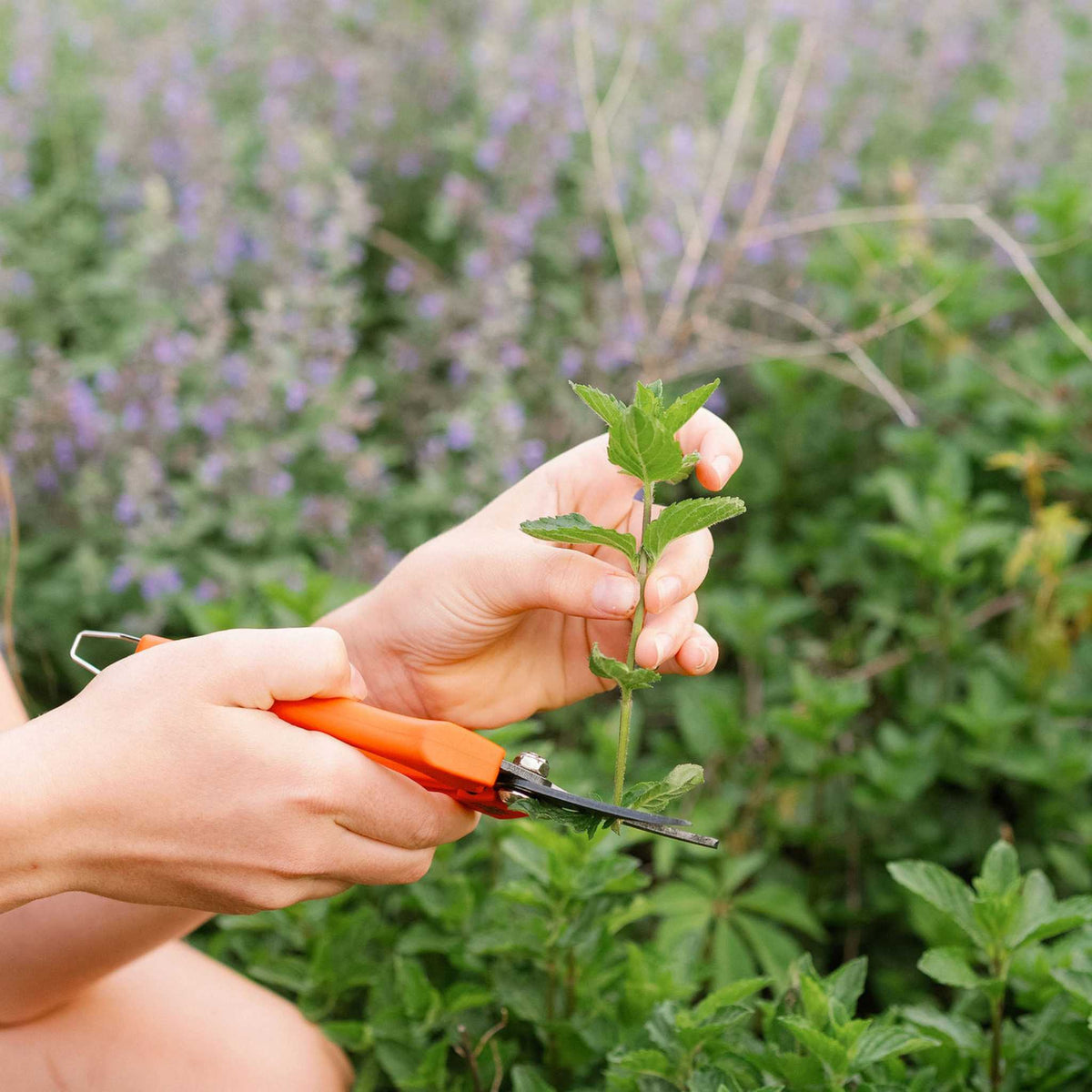Harversting Pruners cutting mint