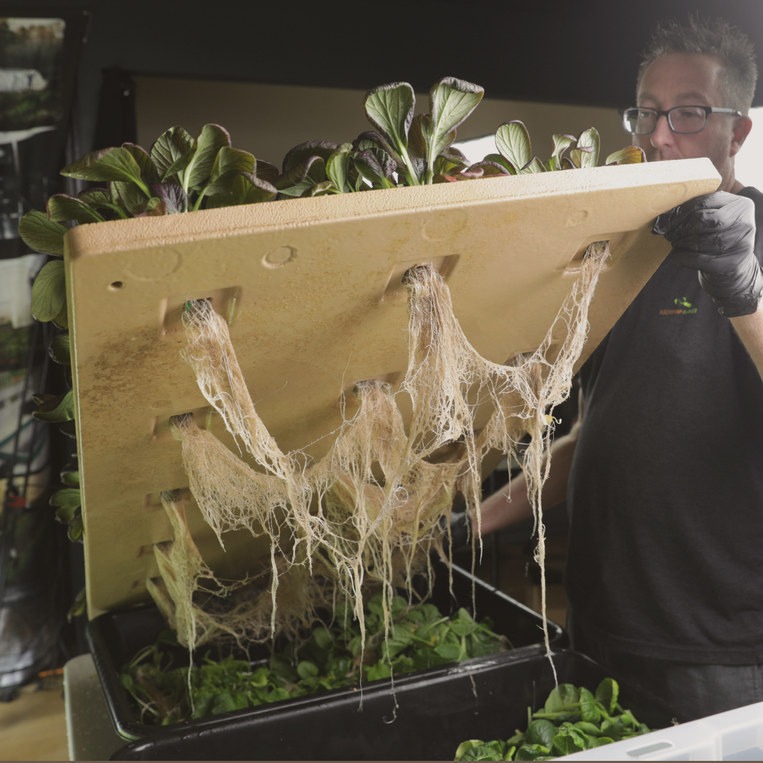Hydroponically-grown Asian greens in a Bootstrap Farmer raft with strong and healthy root development