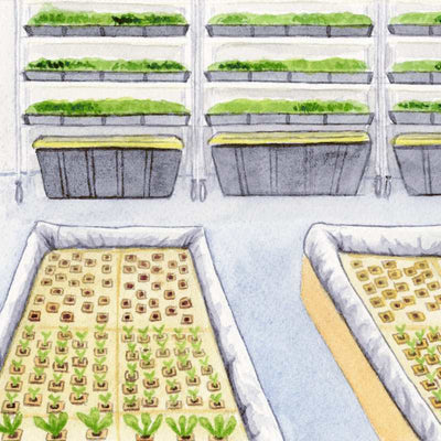 Hydroponics