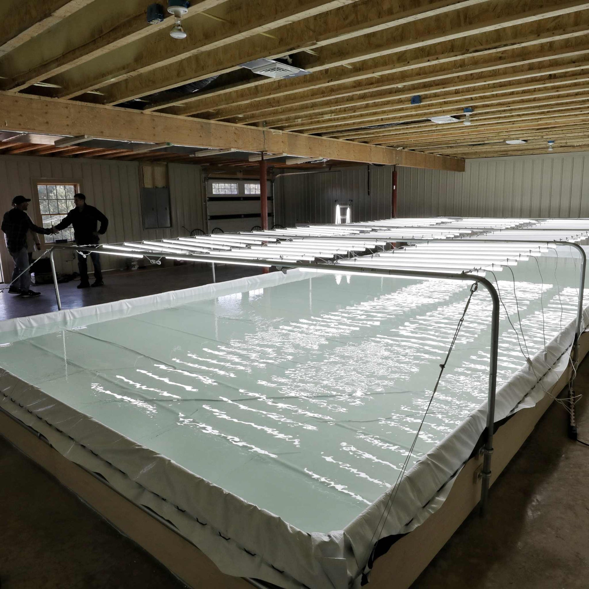 Indoor Deep Water Culture Pond filled with water and lighted with led grow lights