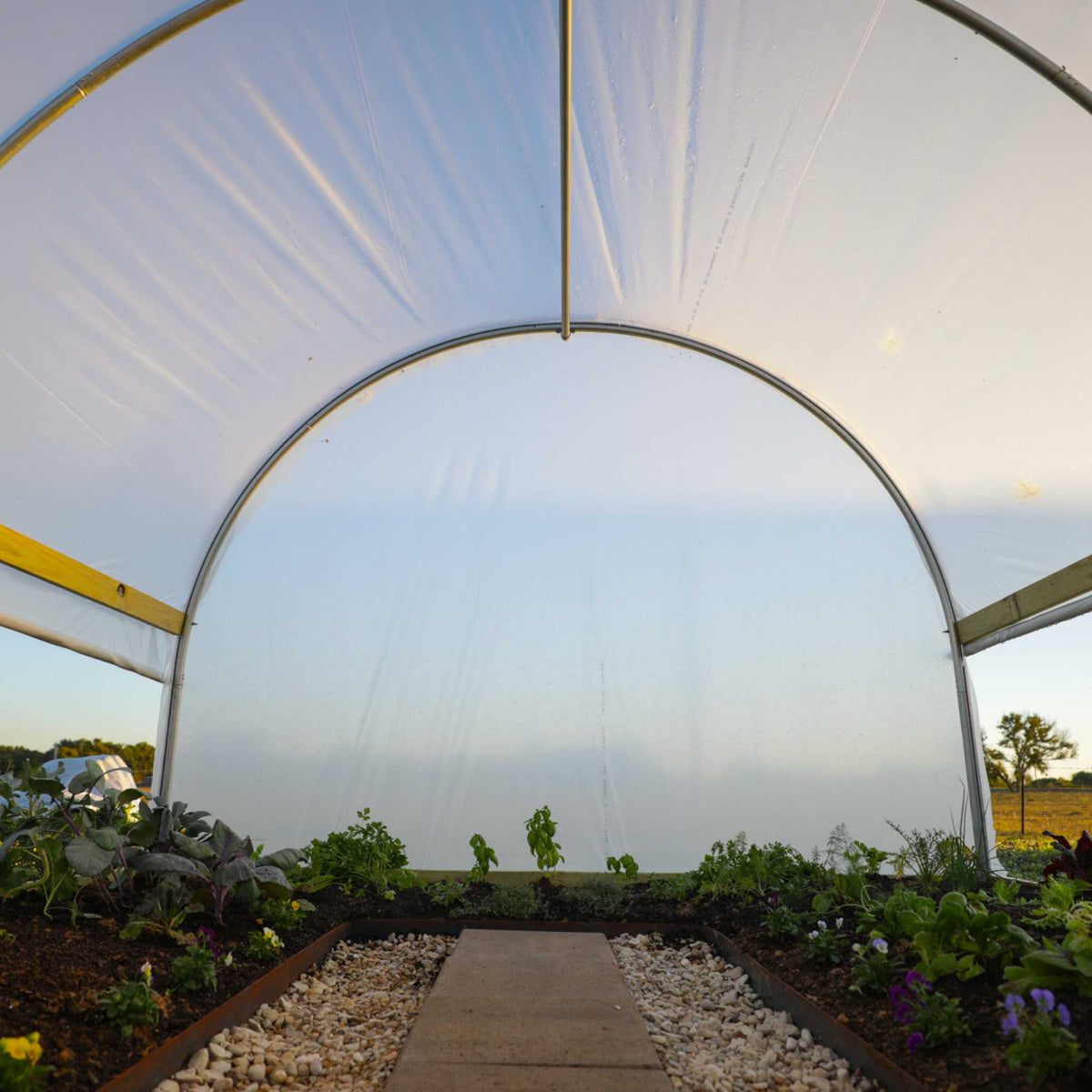 Inside view of the 10' x 12' hobby greenhouse planted out with plants