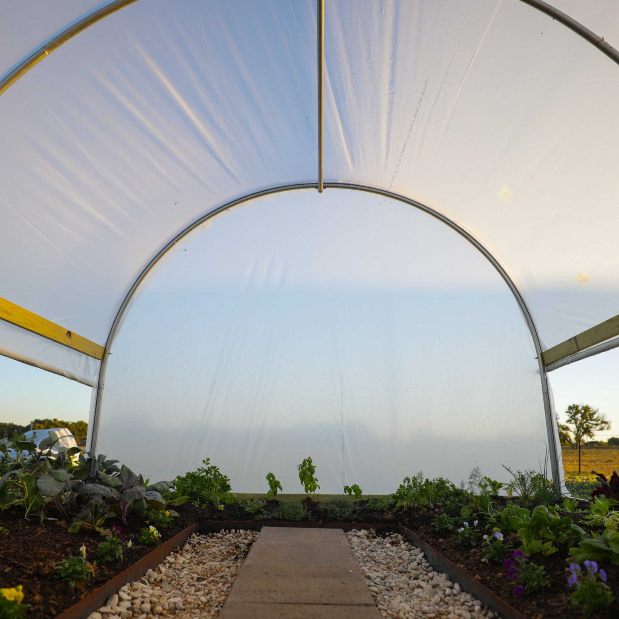 Inside view of the 10' x 12' hobby greenhouse planted out with plants