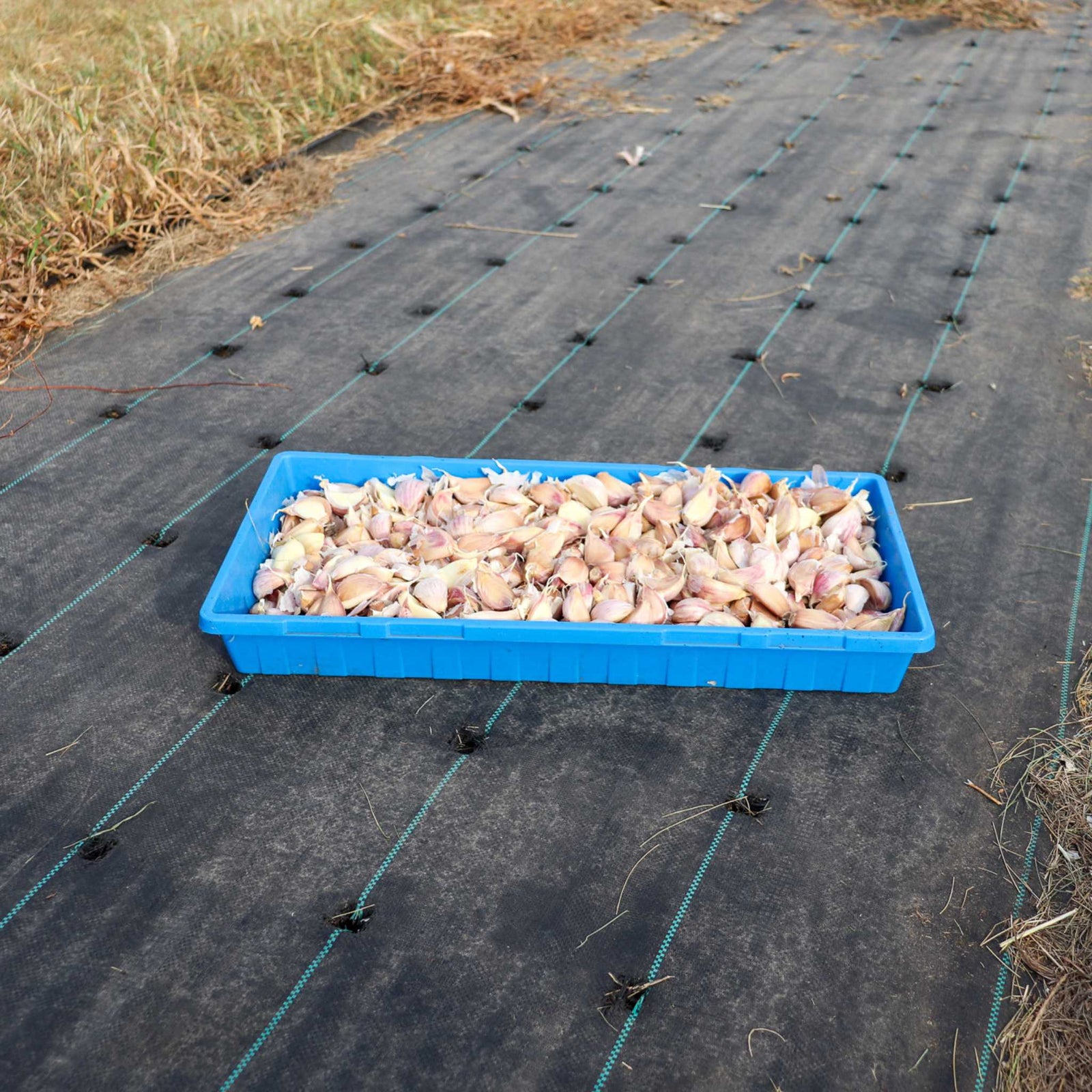 5 oz landscape fabric in use on farm