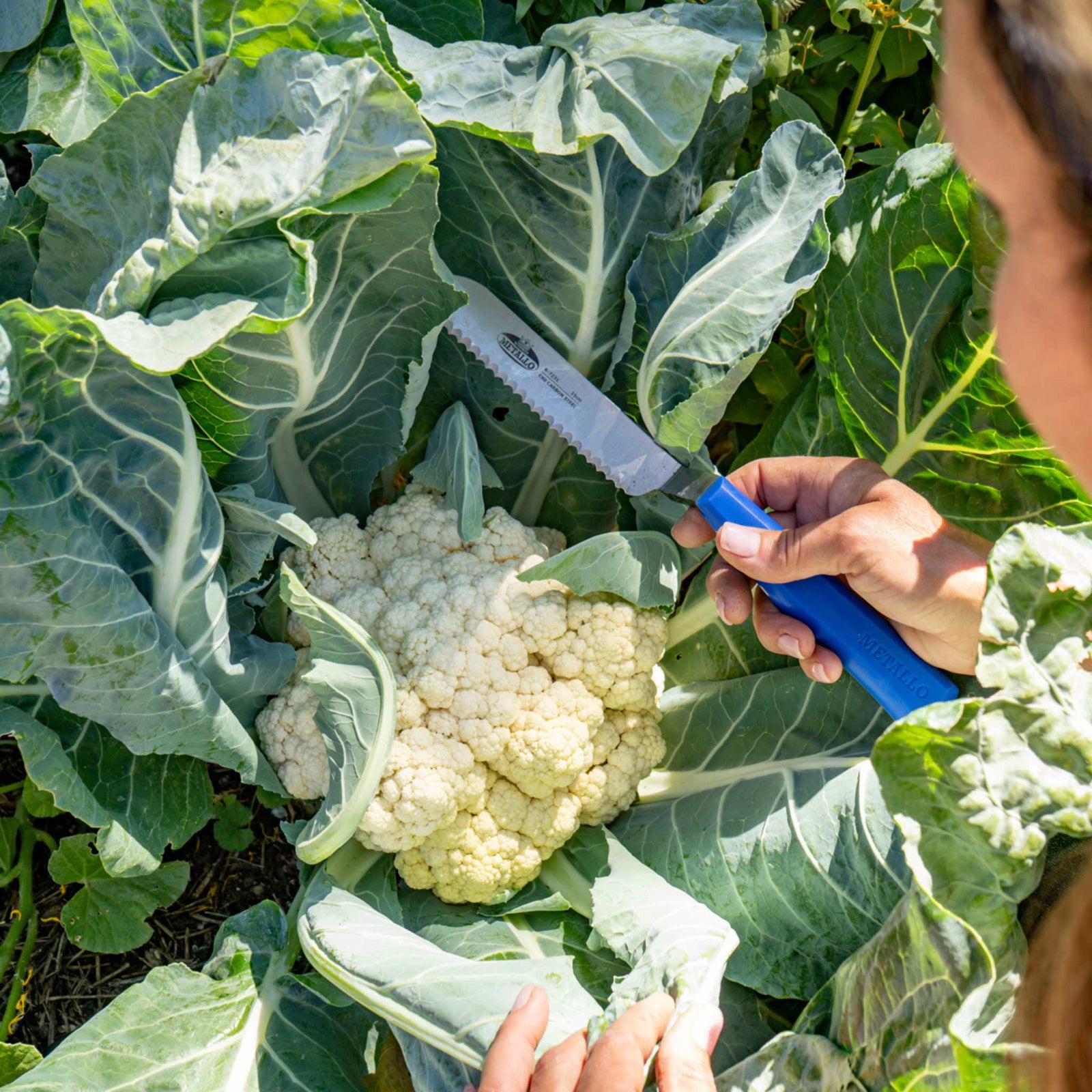 Metallo Spinach Knife cutting Cauliflower Up Close