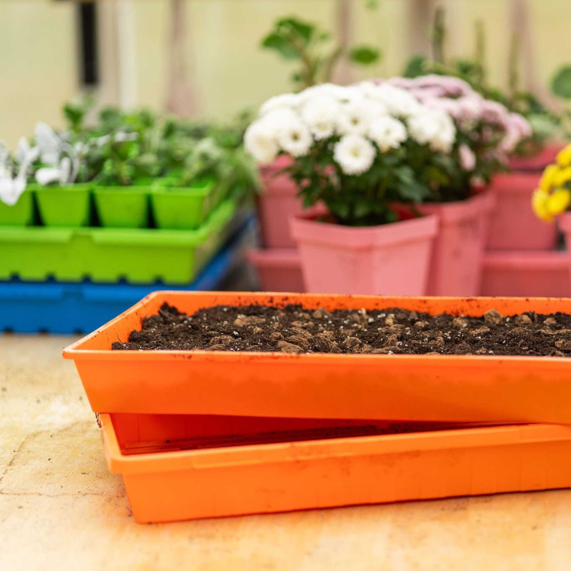 pot trays for plants 1020 Extra Strength Propagation Trays | Order Colorful 1020 Flats
