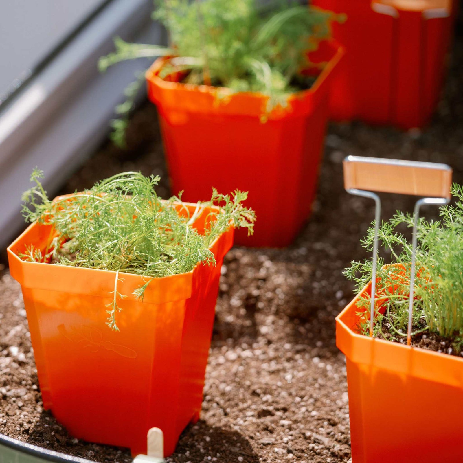 5" nursery pots in orange planted with herbs
