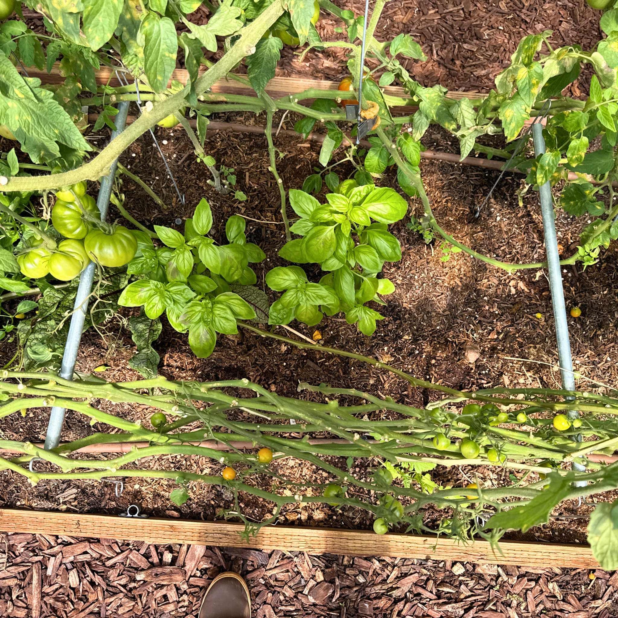 overhead view of vine buddy installed in greenhouse